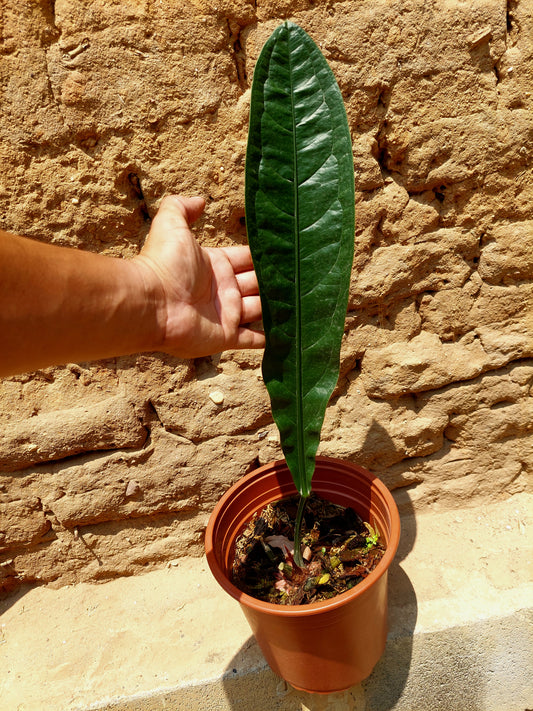 Anthurium Superbum subsp. Brentberlinii Croat (EXACT PLANT)