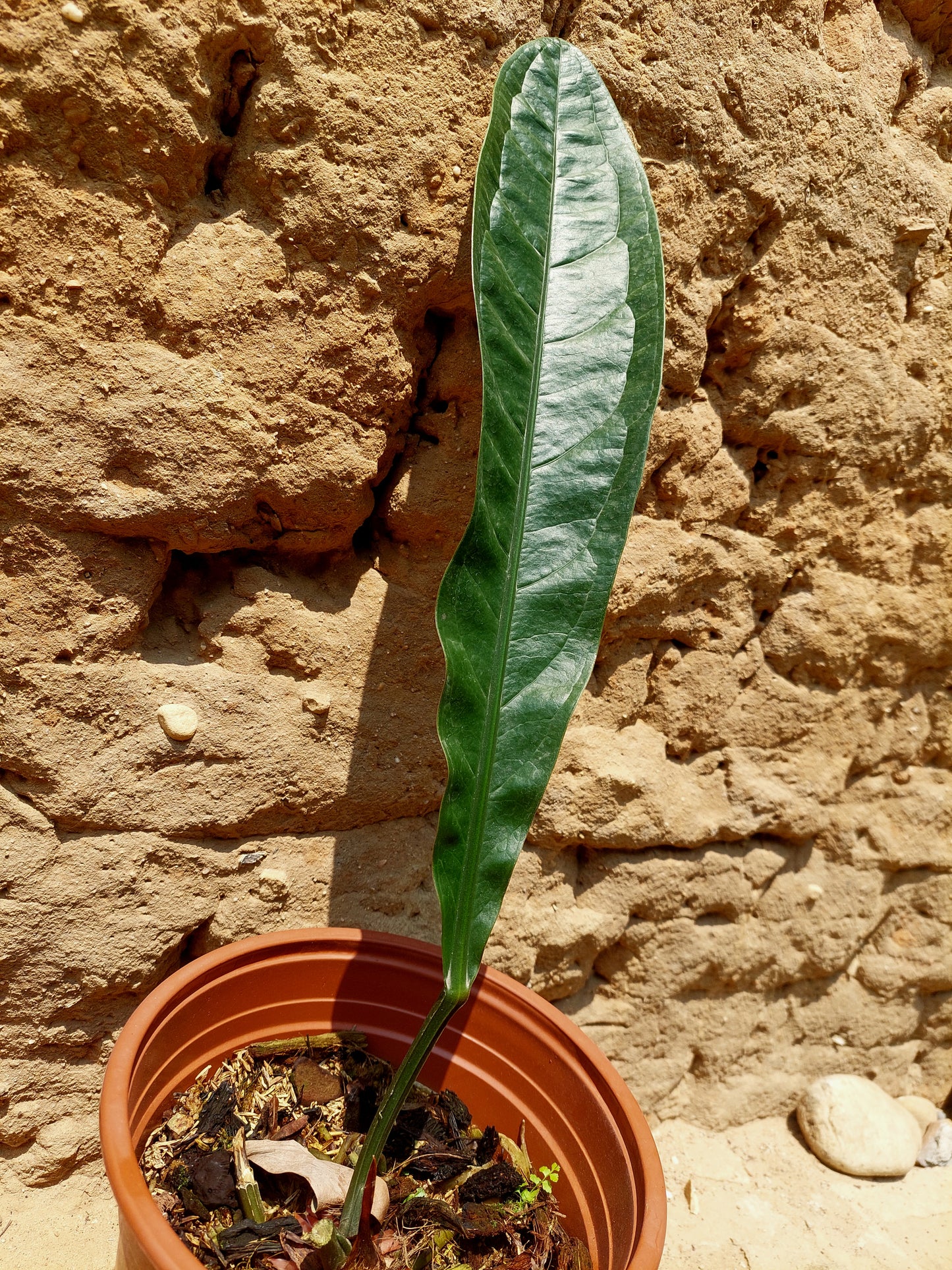 Anthurium Superbum subsp. Brentberlinii Croat (EXACT PLANT)