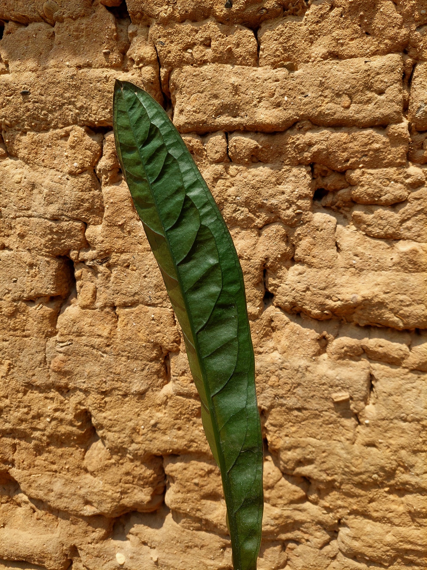 Anthurium Superbum subsp. Brentberlinii Croat (EXACT PLANT)