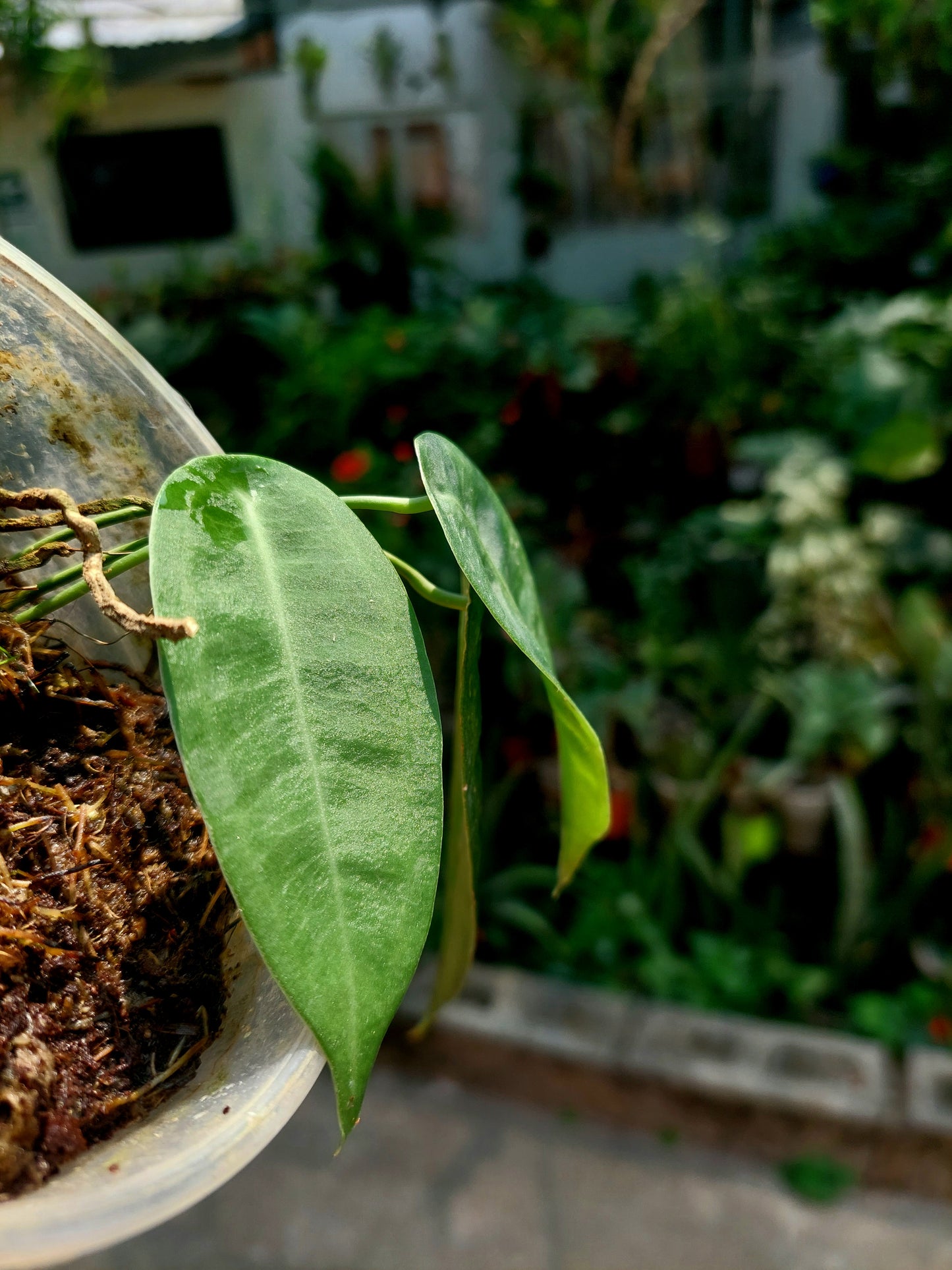 Anthurium sp. "Little Ghost" with 3 Leaves (EXACT PLANT)