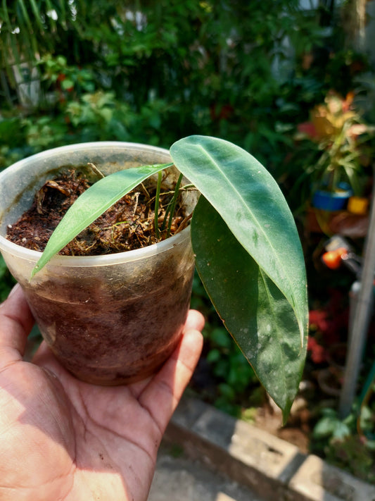 Anthurium sp. "Little Ghost" with 3 Leaves (EXACT PLANT)