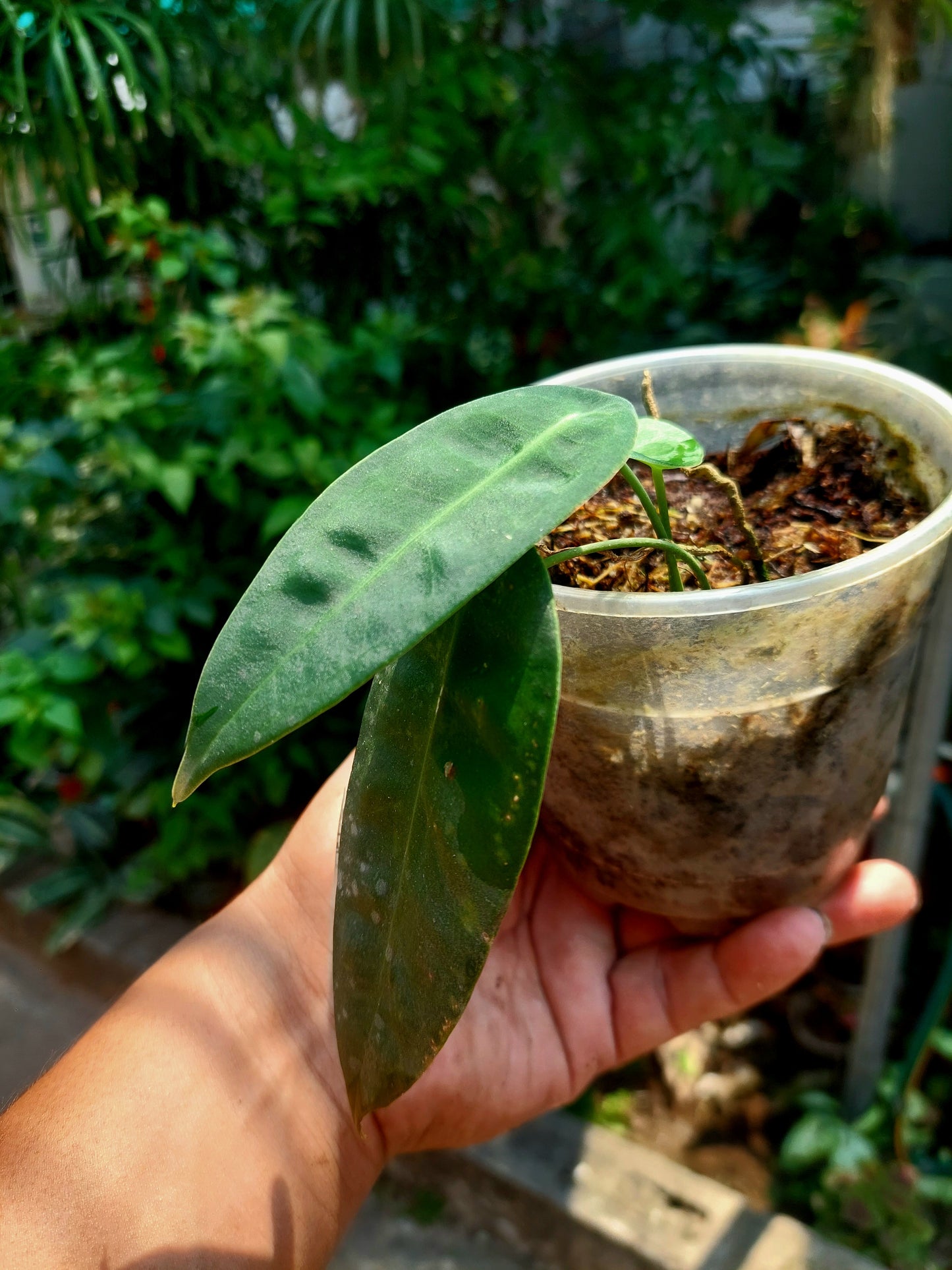 Anthurium sp. "Little Ghost" with 3 Leaves (EXACT PLANT)