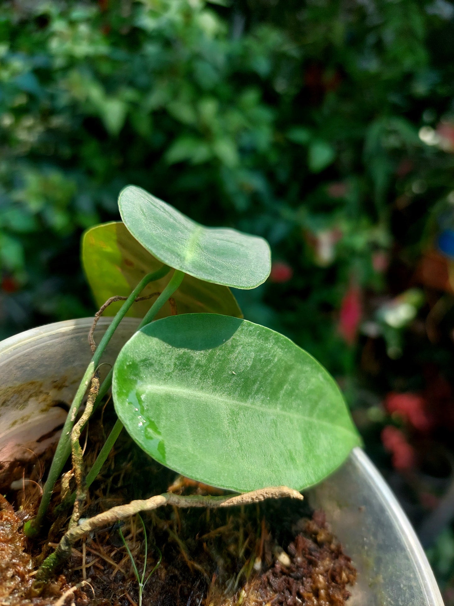 Anthurium sp. "Little Ghost" with 3 Leaves (EXACT PLANT)