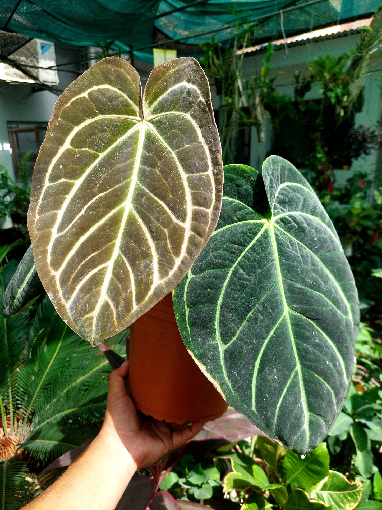 Anthurium Carlablackiae BIG PLANT Wild Ecotype with 4 Leaves (EXACT PLANT)