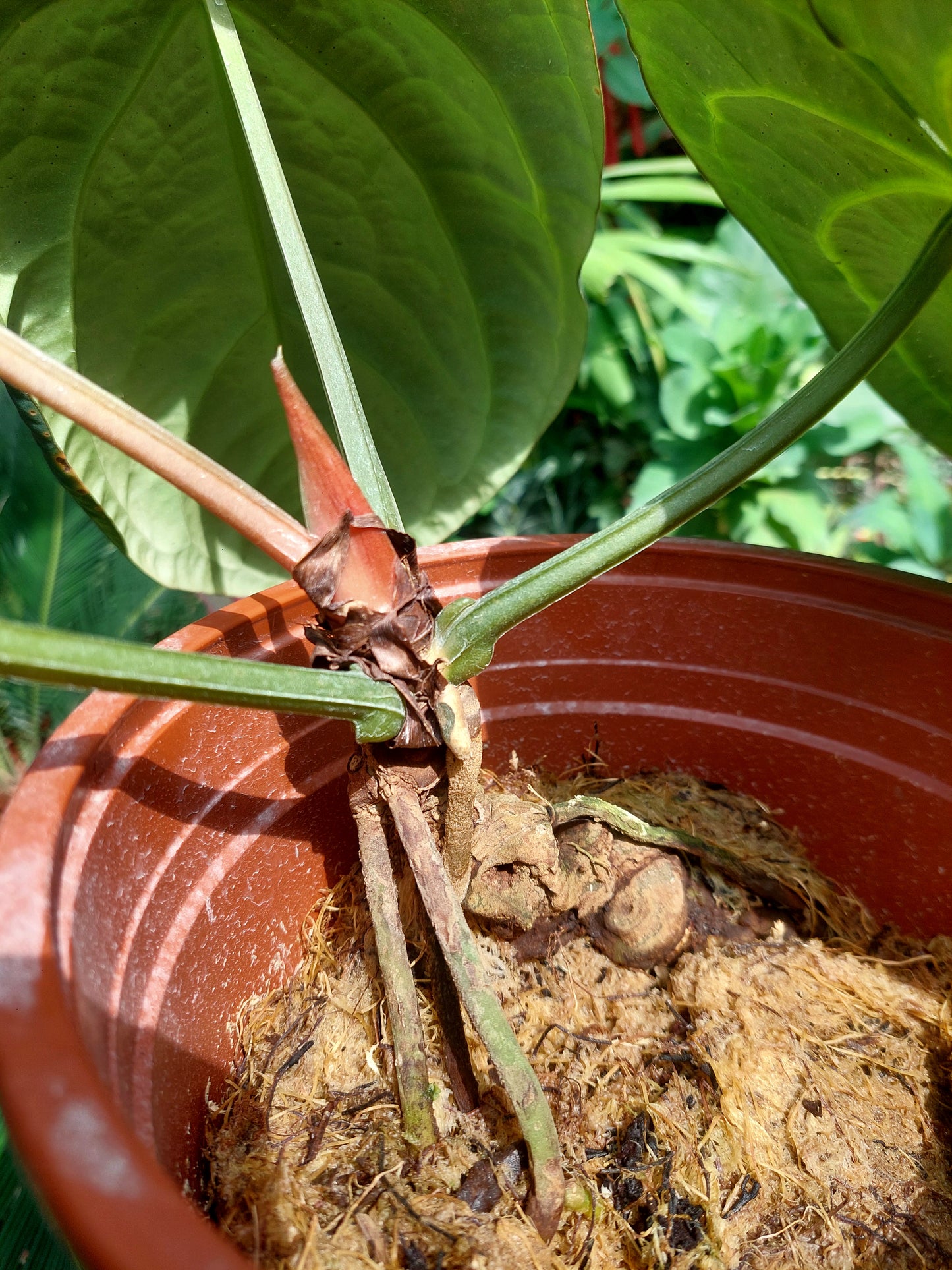 Anthurium Carlablackiae BIG PLANT Wild Ecotype with 4 Leaves (EXACT PLANT)