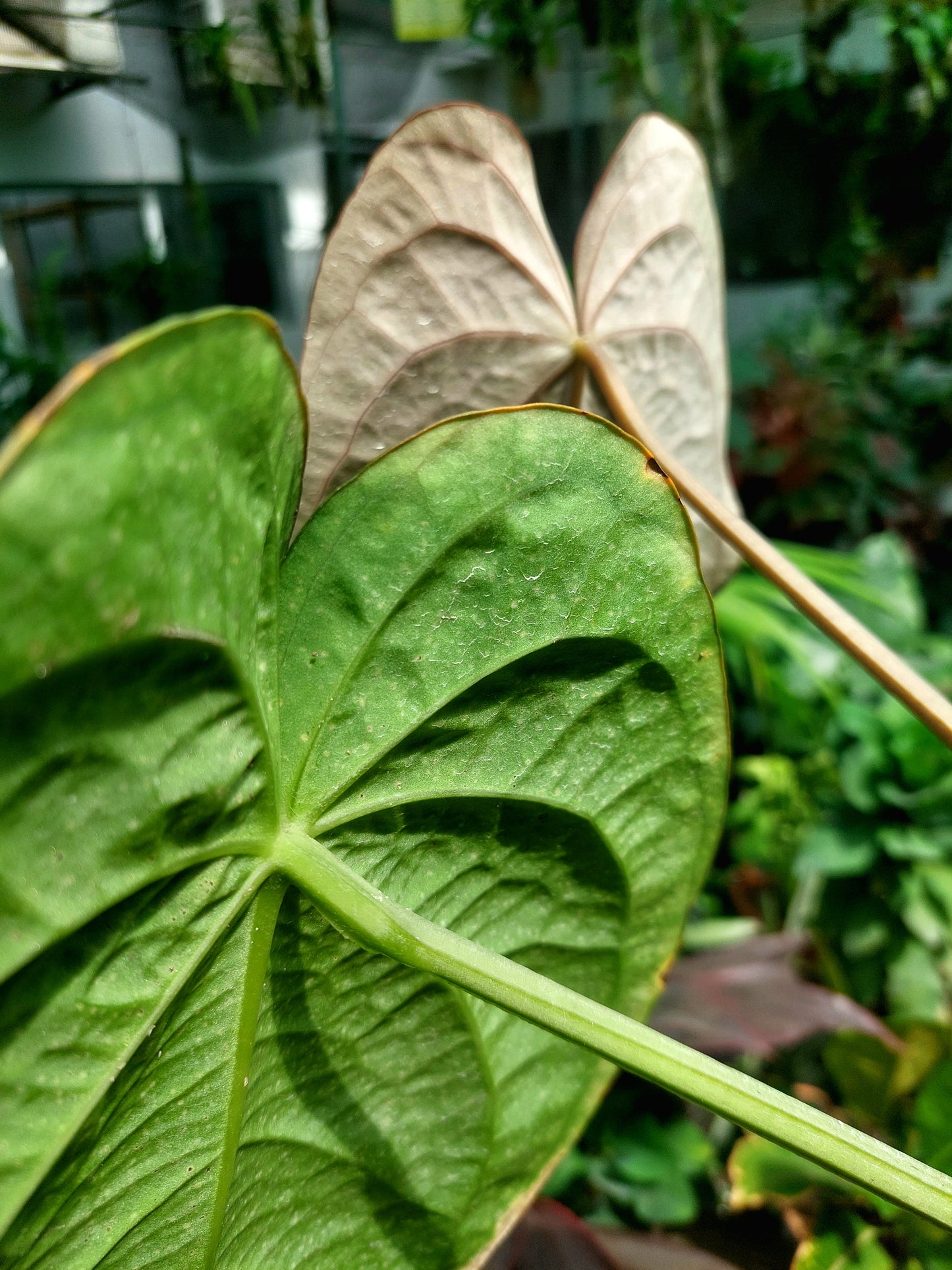 Anthurium Carlablackiae BIG PLANT Wild Ecotype with 4 Leaves (EXACT PLANT)