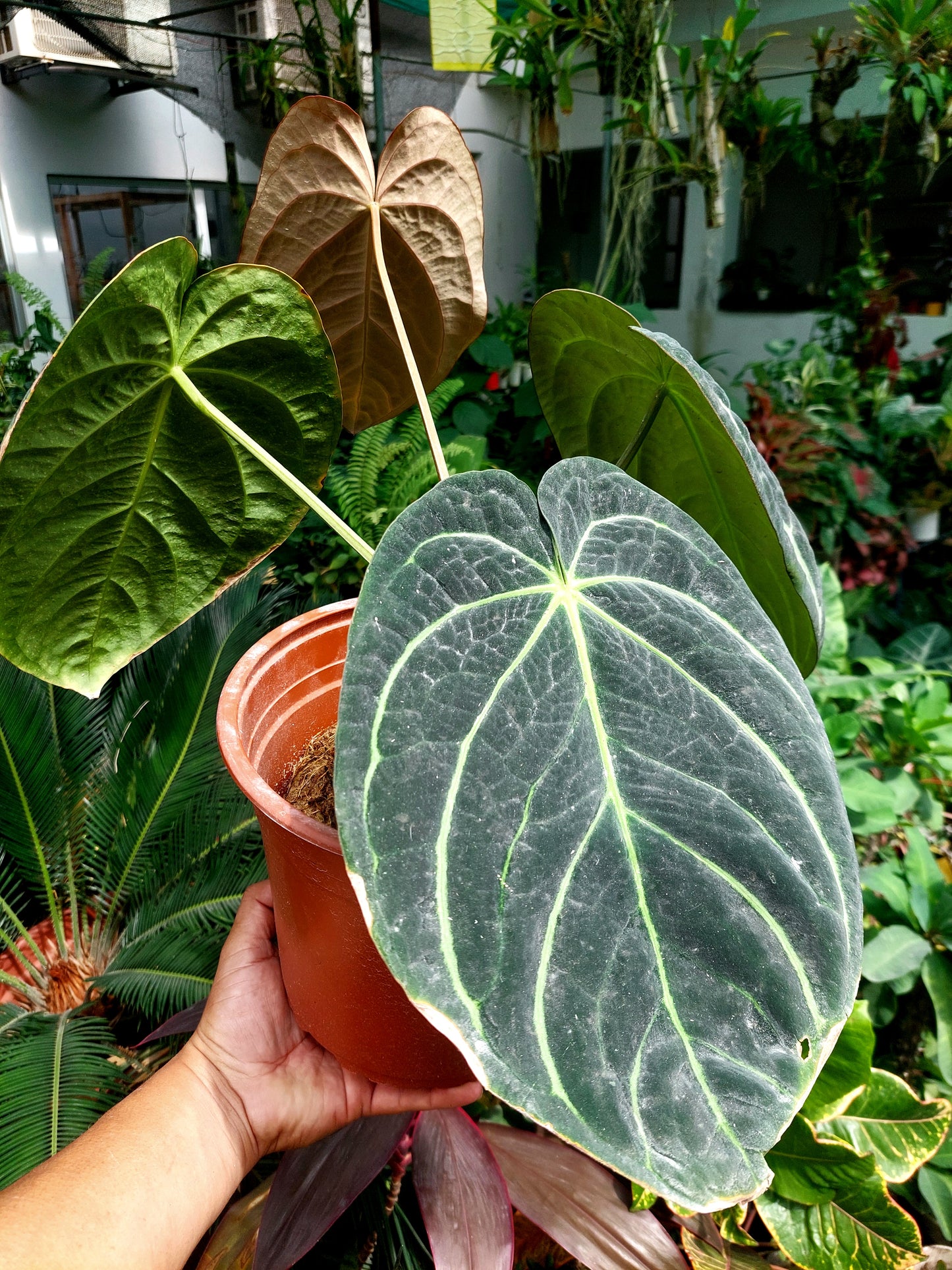 Anthurium Carlablackiae BIG PLANT Wild Ecotype with 4 Leaves (EXACT PLANT)