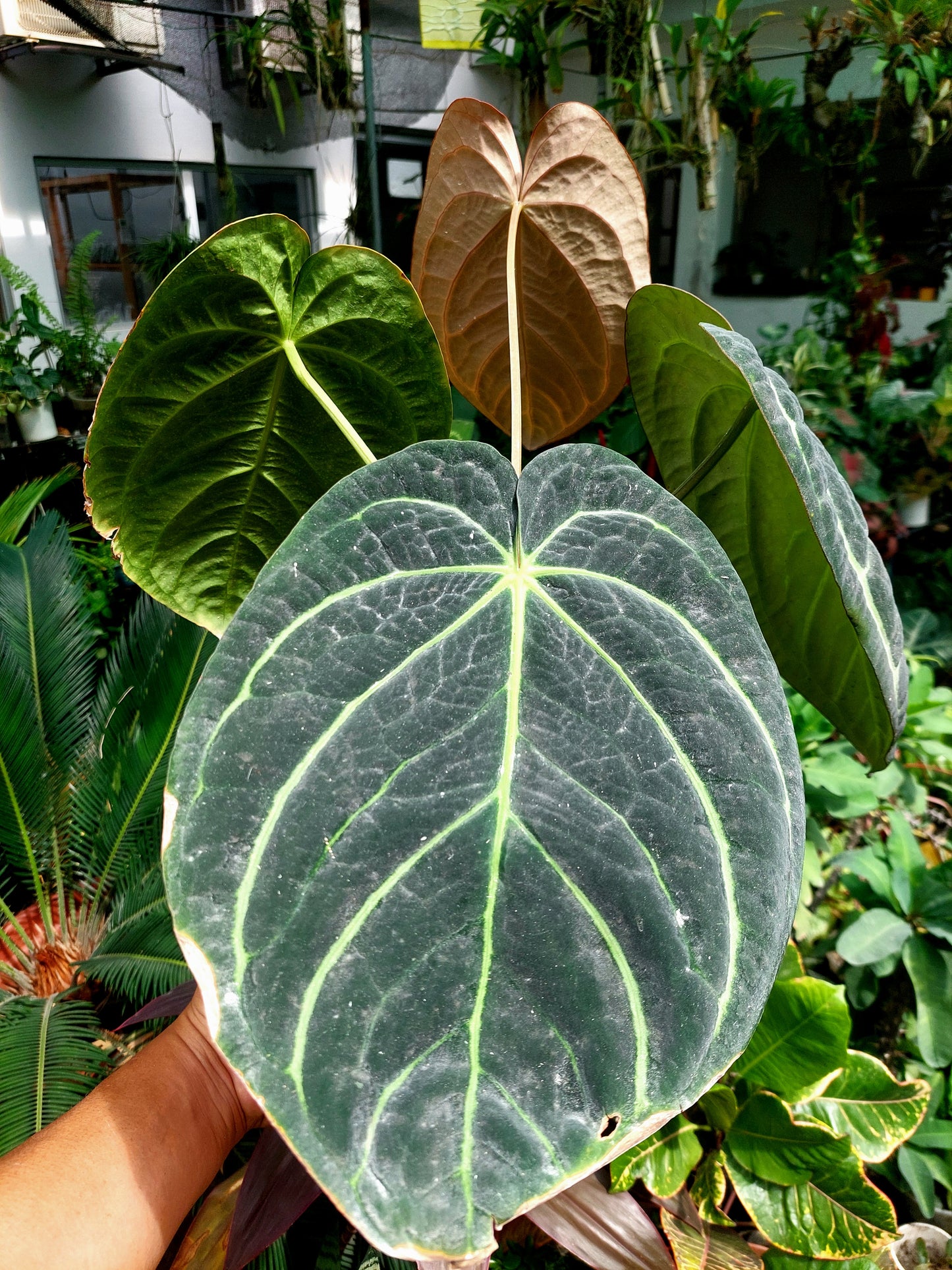 Anthurium Carlablackiae BIG PLANT Wild Ecotype with 4 Leaves (EXACT PLANT)