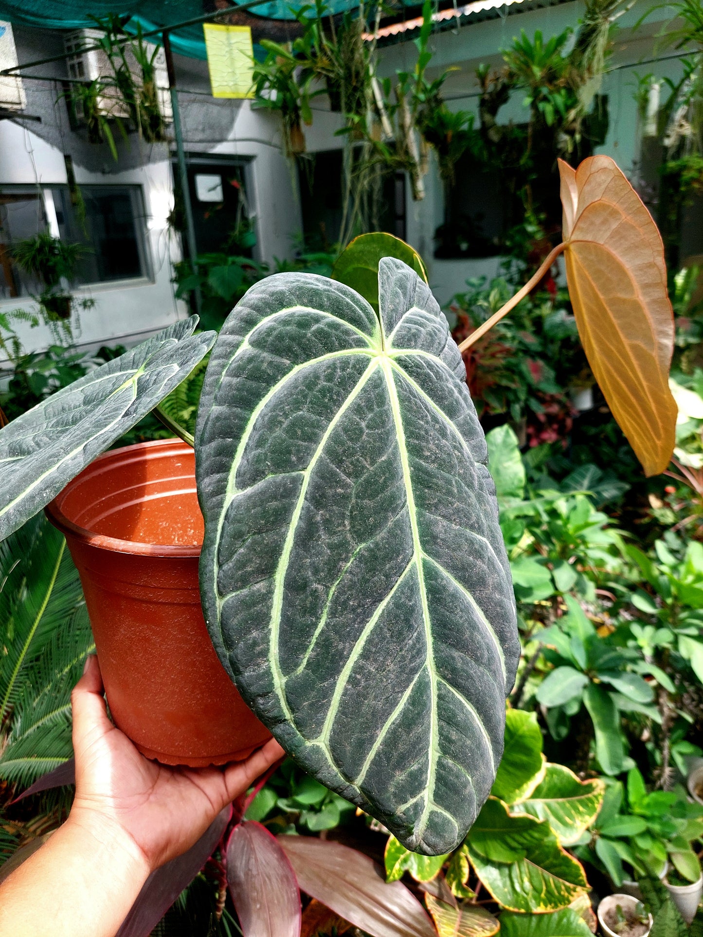 Anthurium Carlablackiae BIG PLANT Wild Ecotype with 4 Leaves (EXACT PLANT)