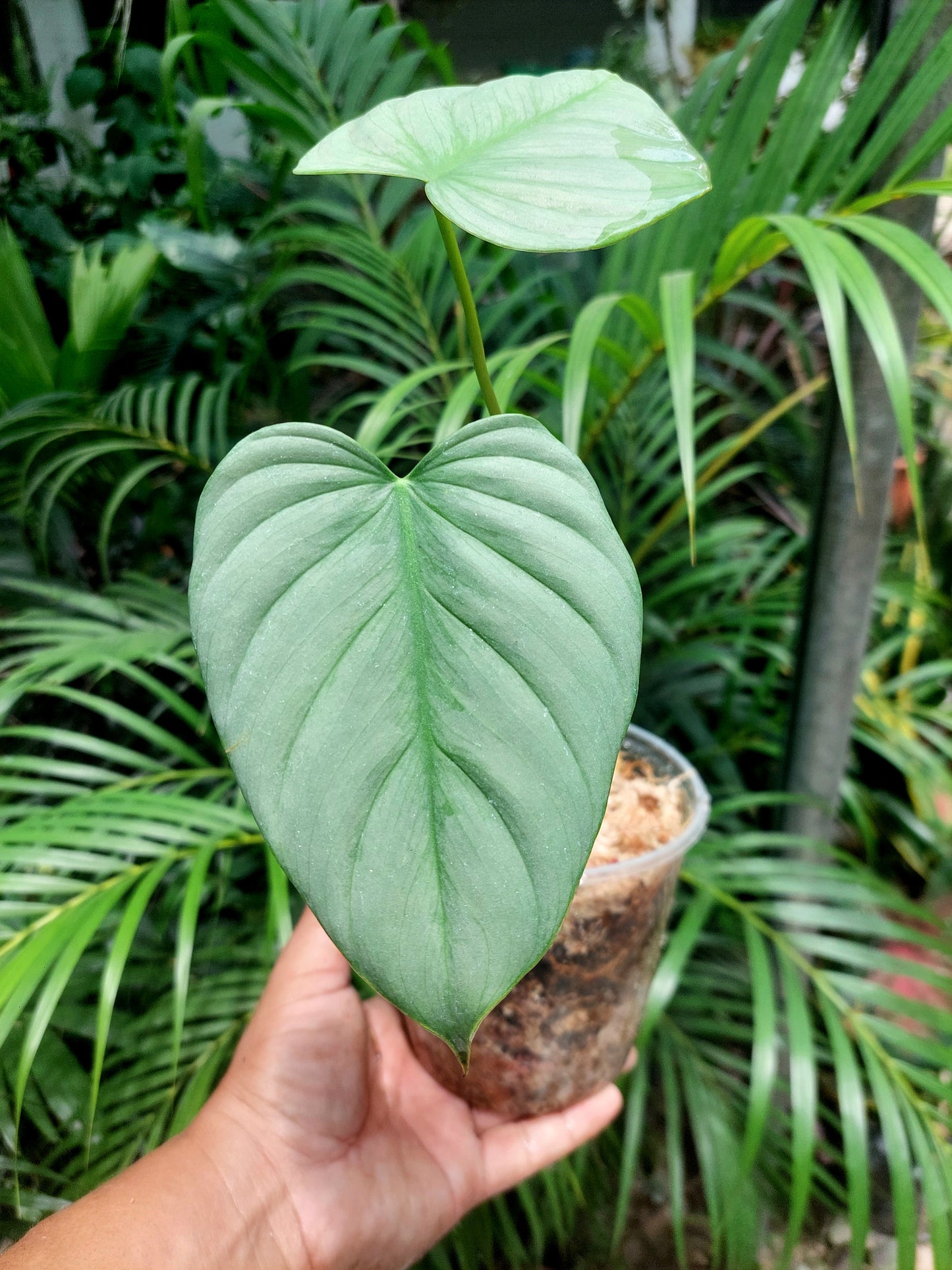 Philodendron sp. ' Tarapoto Silver' with 2 Leaves (EXACT PLANT)