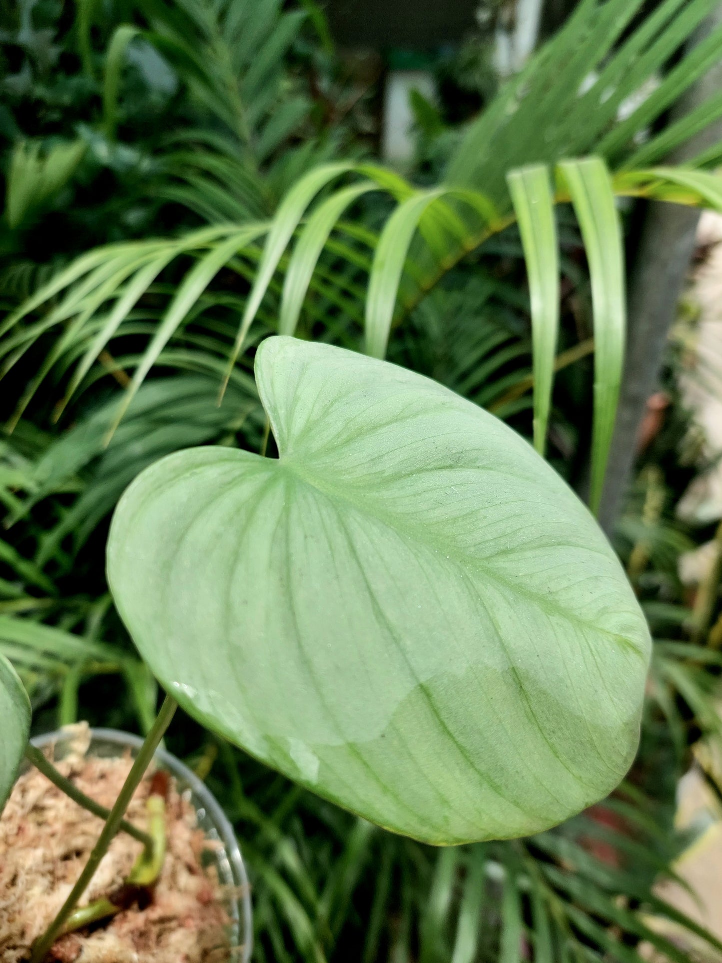 Philodendron sp. ' Tarapoto Silver' with 2 Leaves (EXACT PLANT)