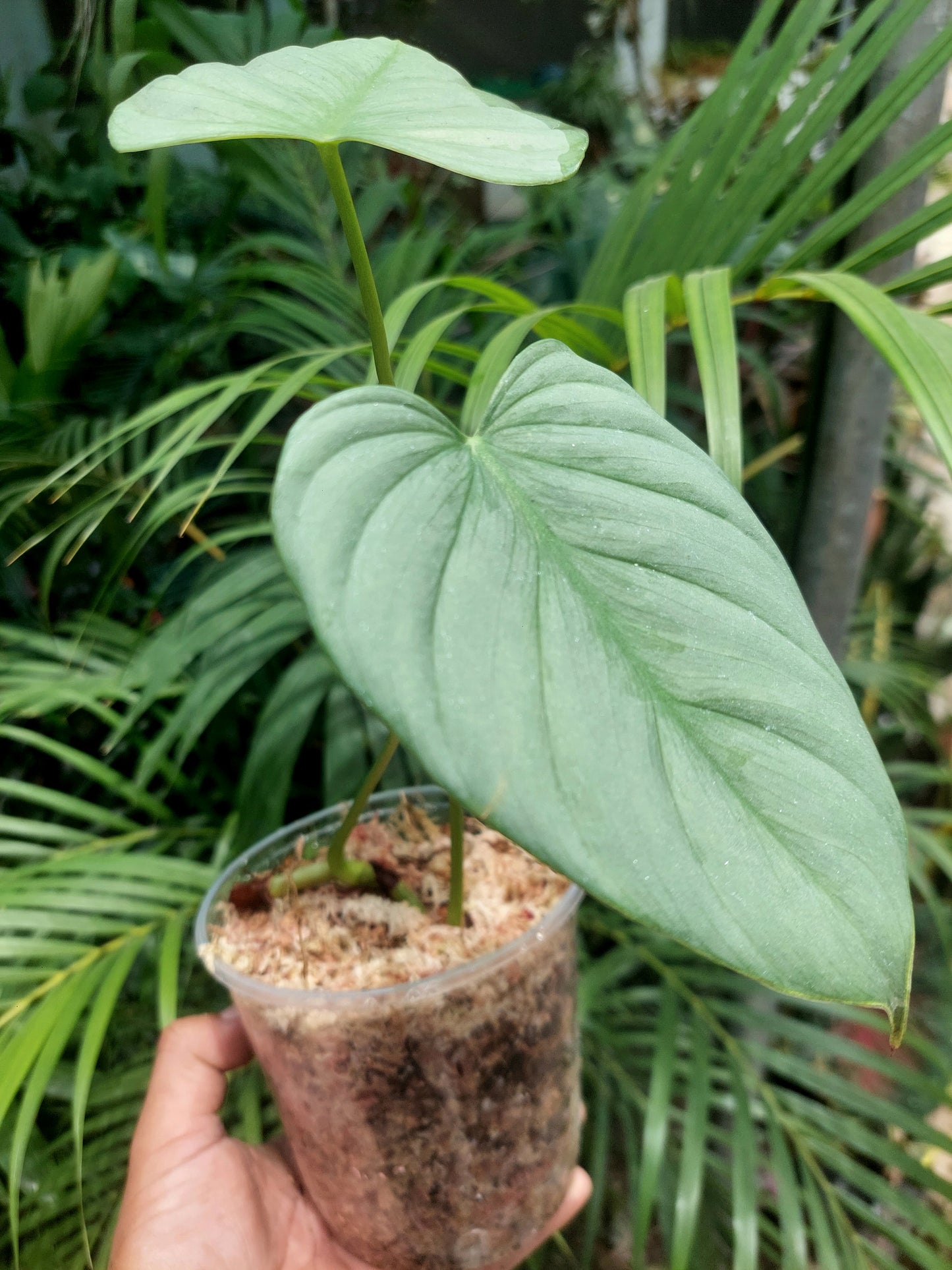 Philodendron sp. ' Tarapoto Silver' with 2 Leaves (EXACT PLANT)