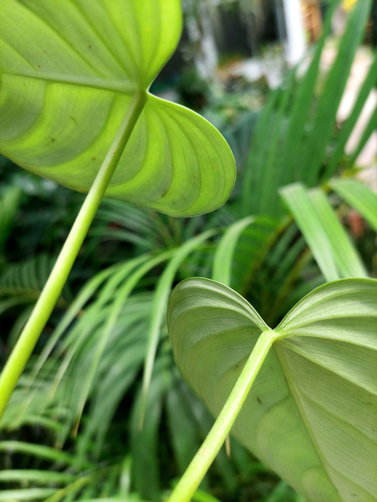 Philodendron sp. ' Tarapoto Silver' with 2 Leaves (EXACT PLANT)