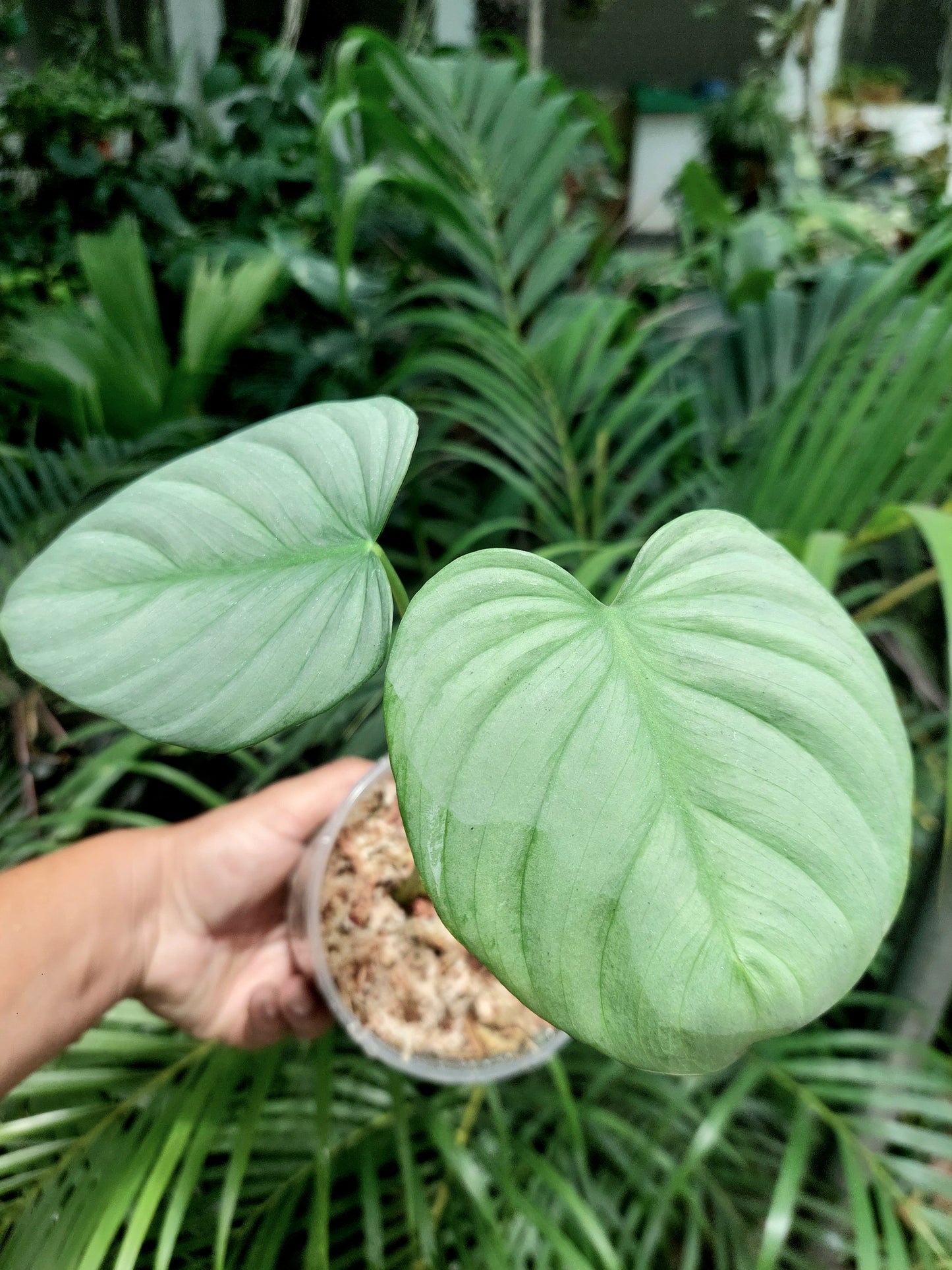 Philodendron sp. ' Tarapoto Silver' with 2 Leaves (EXACT PLANT)