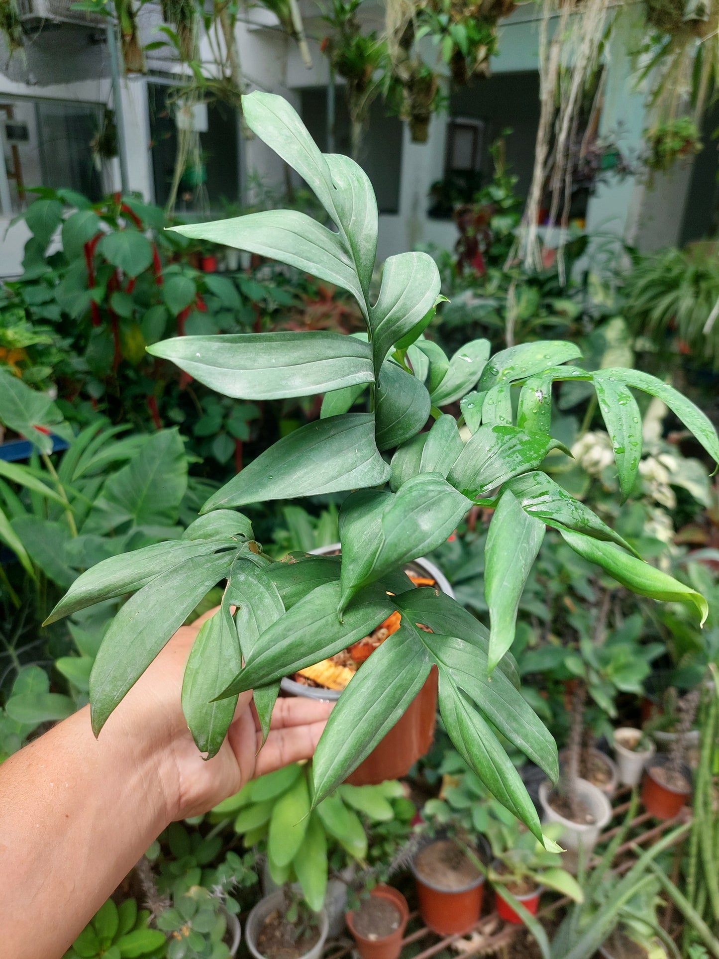 Monstera Subpinnata 'Amazon Form'