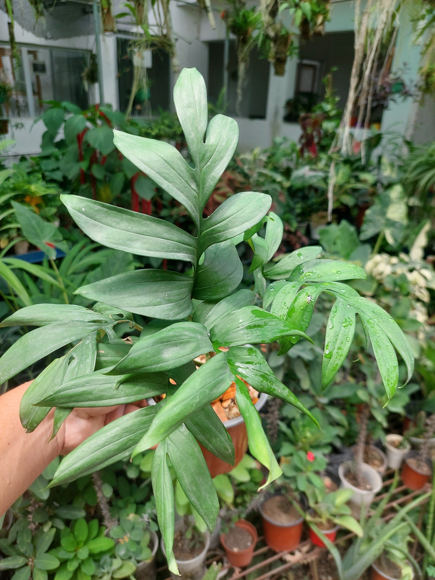 Monstera Subpinnata 'Amazon Form'