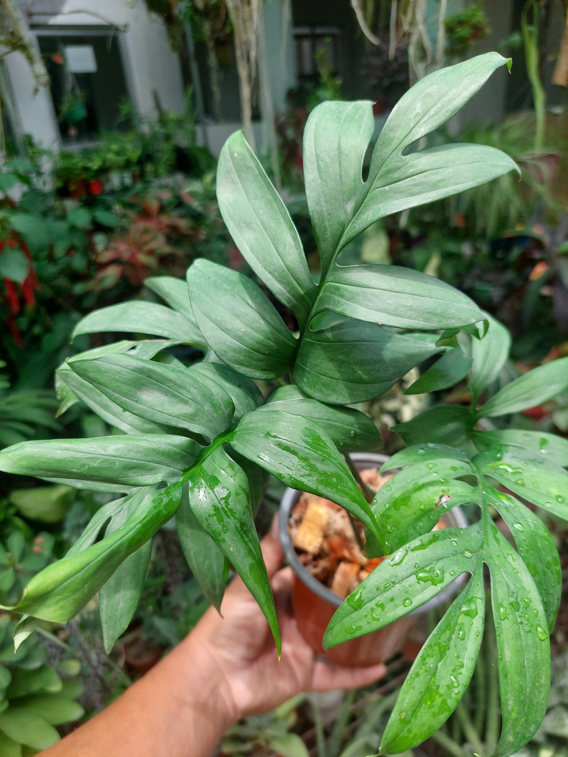 monstera plant amazon Monstera Subpinnata 'Amazon Form'