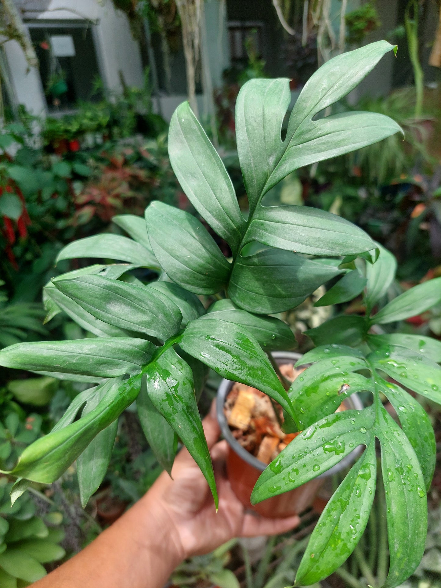 Monstera Subpinnata 'Amazon Form'