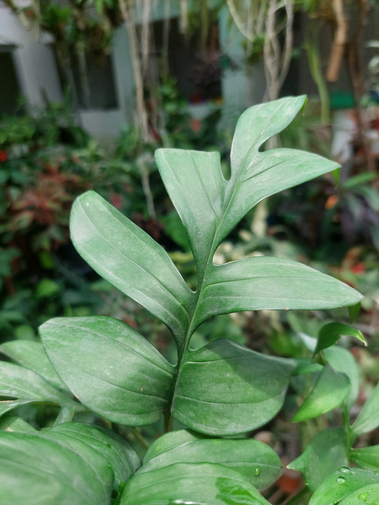 Monstera Subpinnata 'Amazon Form'