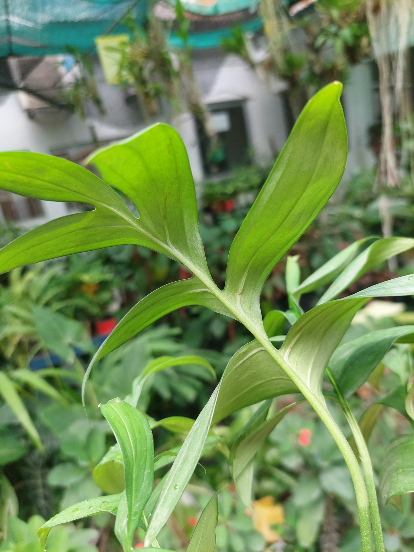 Monstera Subpinnata 'Amazon Form'