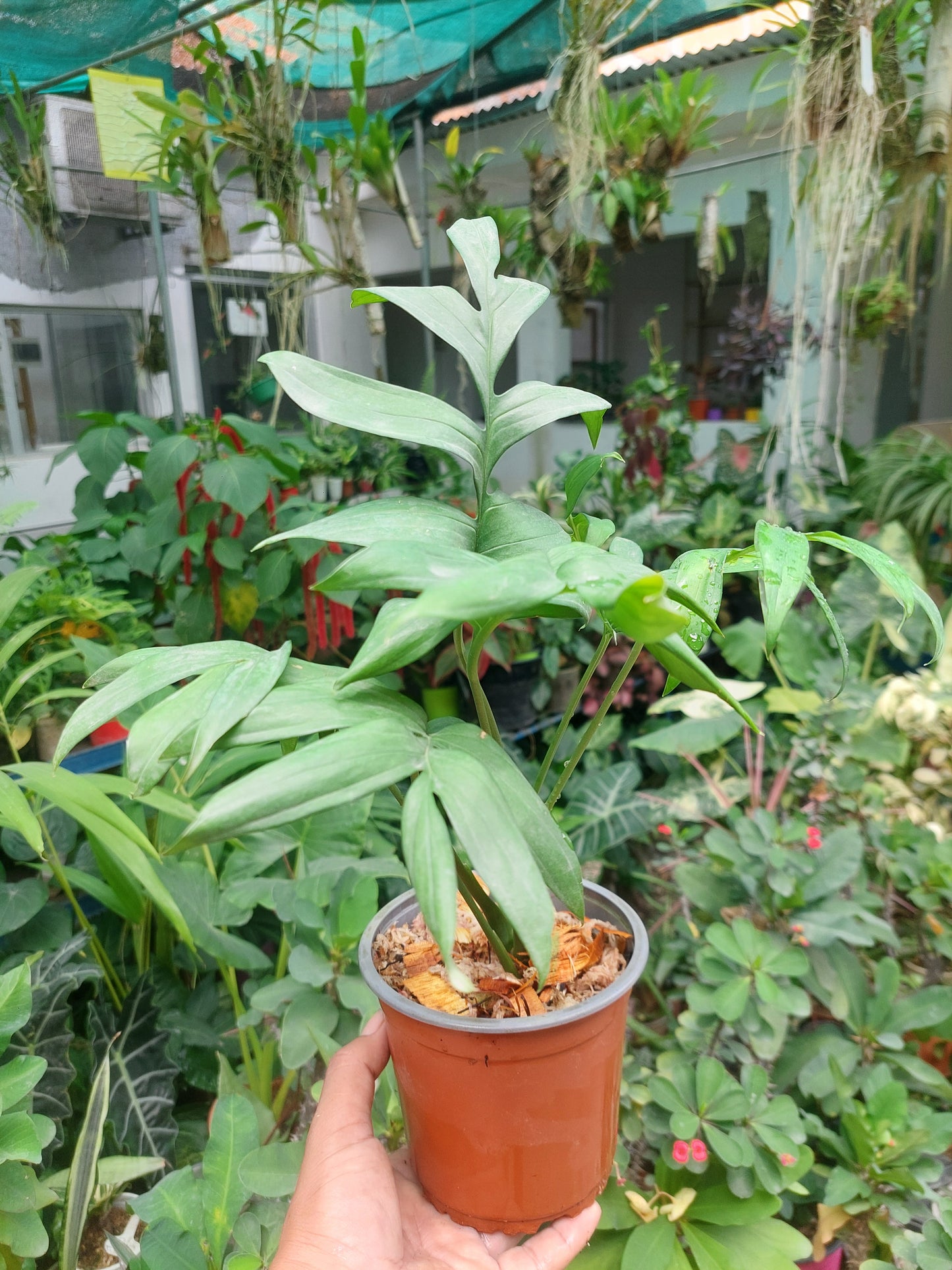 Monstera Subpinnata 'Amazon Form'