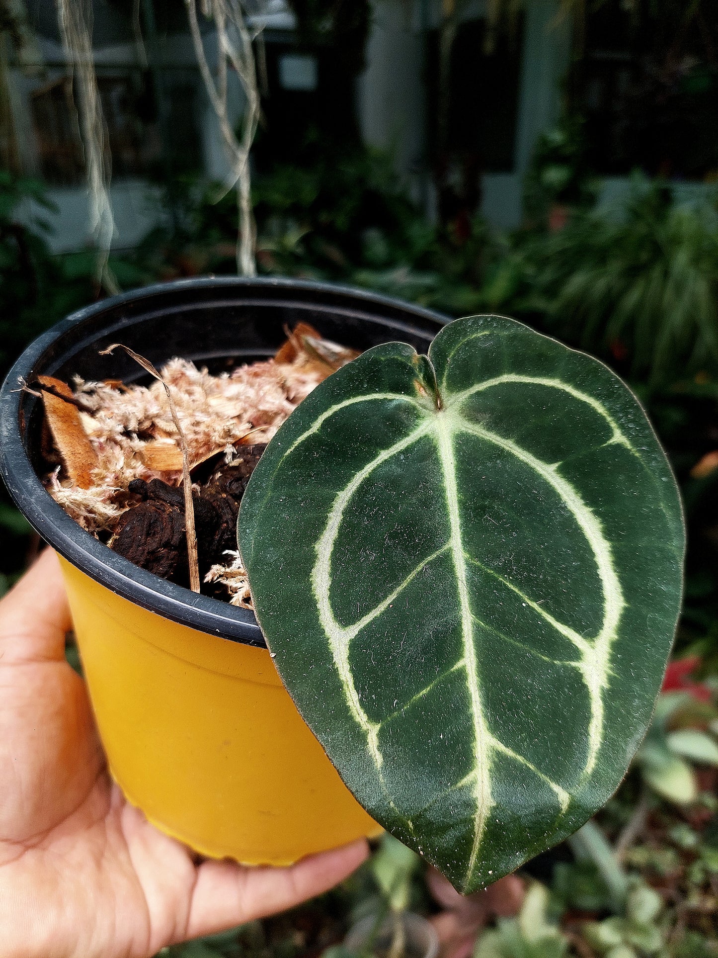 Anthurium Carlablackiae Wild Ecotype (EXACT PLANT)