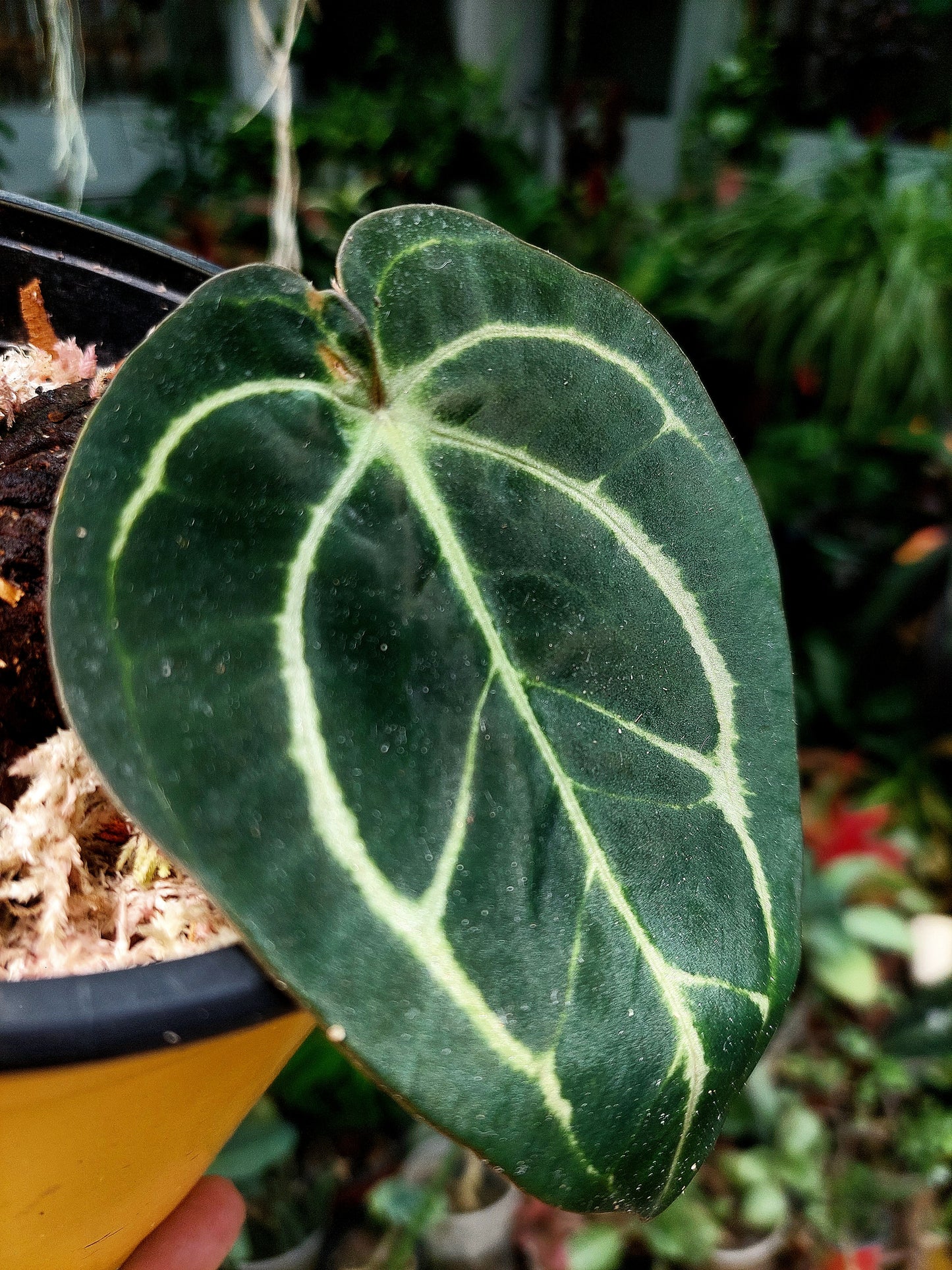 Anthurium Carlablackiae Wild Ecotype (EXACT PLANT)