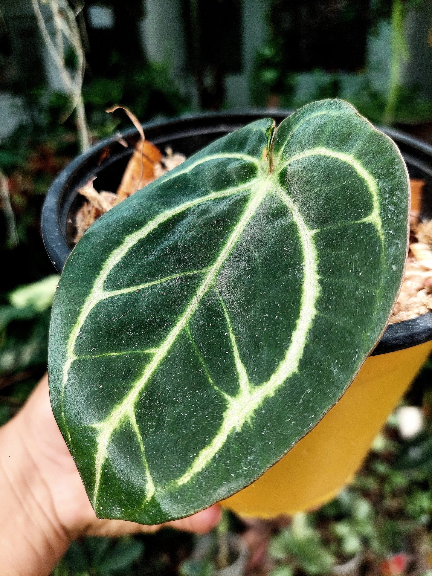 Anthurium Carlablackiae Wild Ecotype (EXACT PLANT)