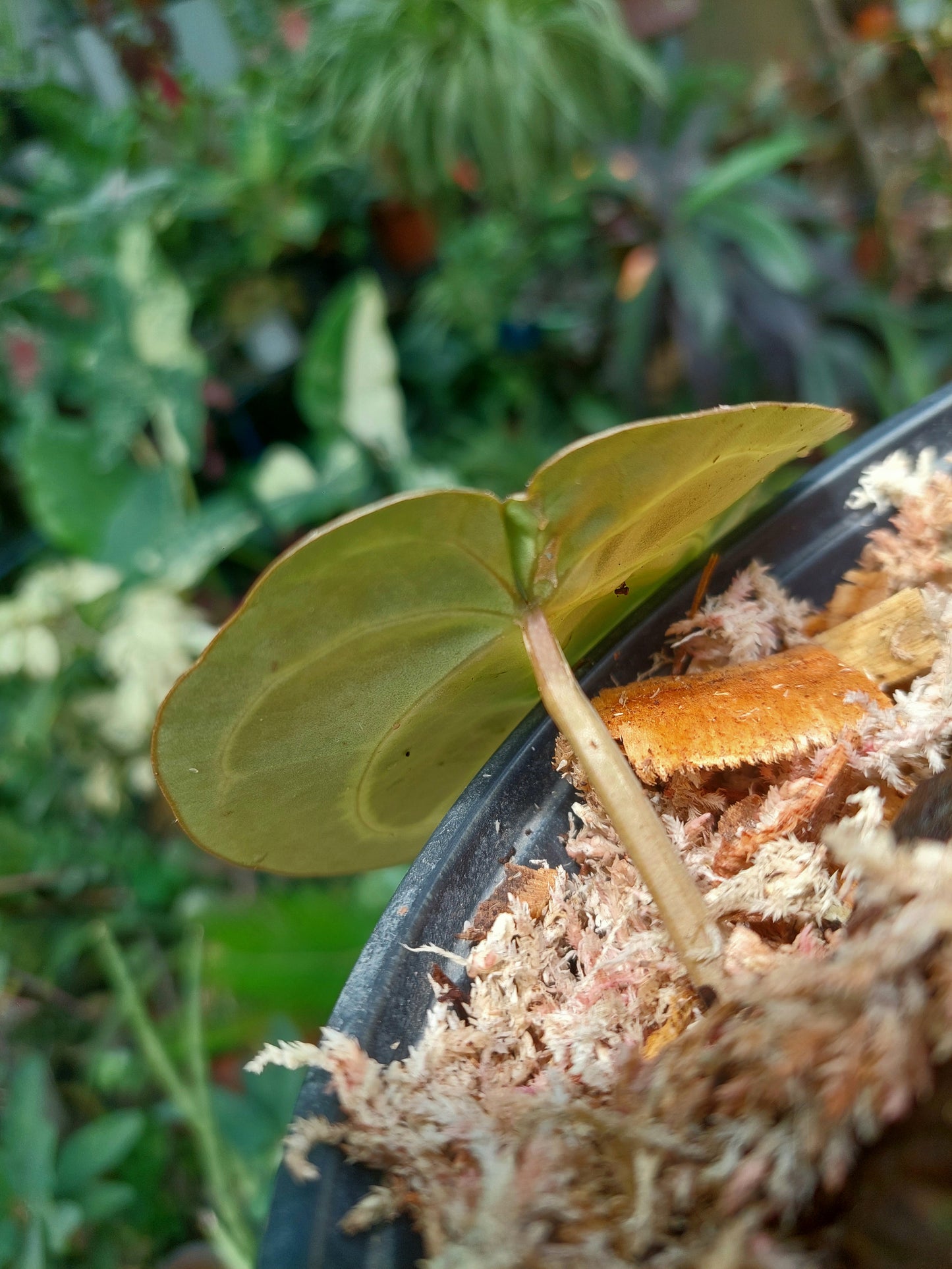 Anthurium Carlablackiae Wild Ecotype (EXACT PLANT)