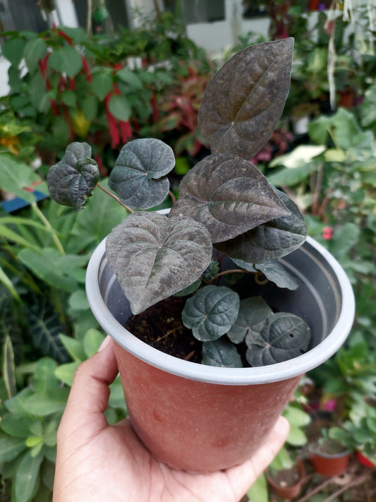 Dioscorea Discolor 'Dark Jungle' Peru ecotype (EXACT PLANT)