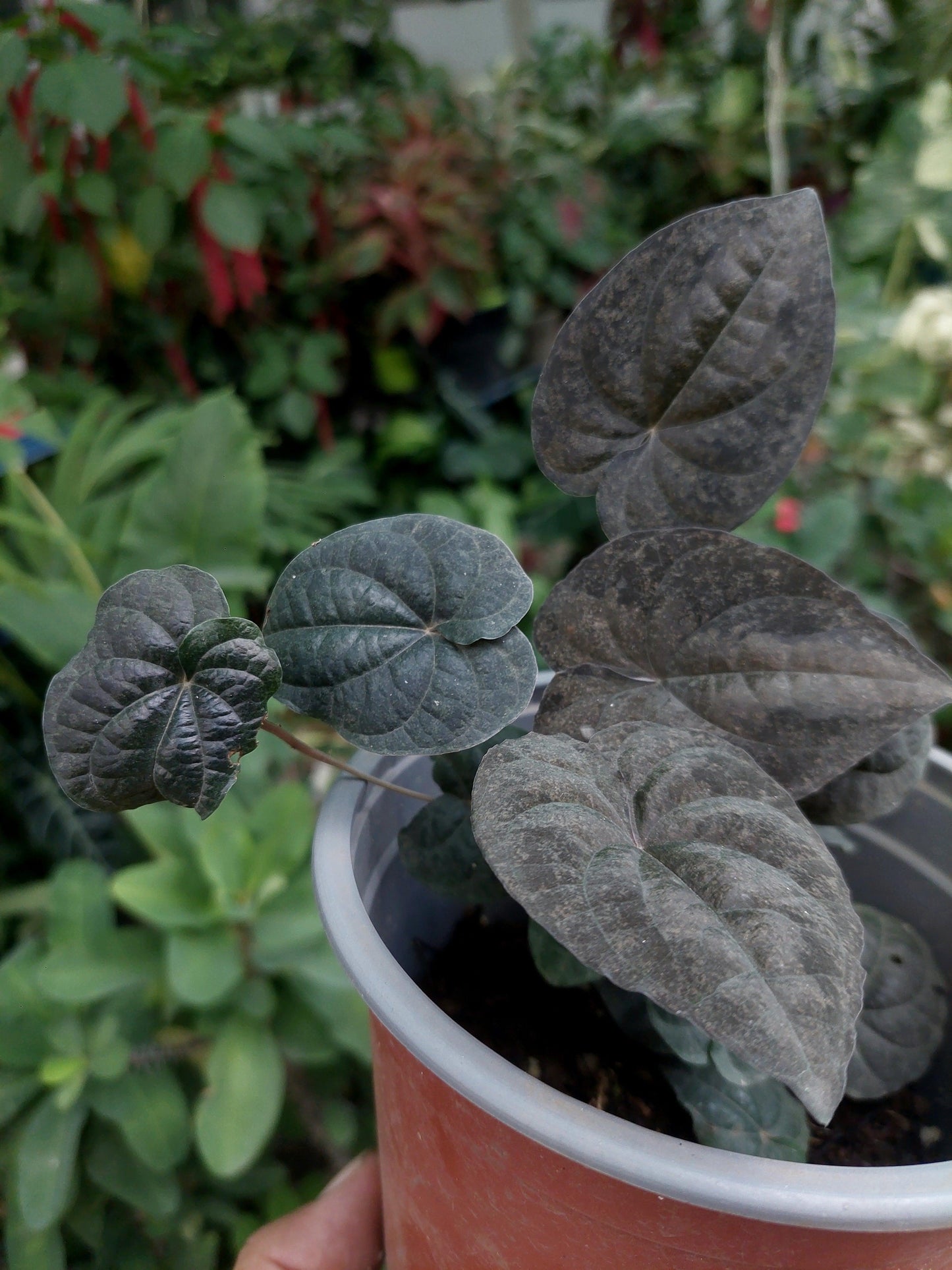 Dioscorea Discolor 'Dark Jungle' Peru ecotype (EXACT PLANT)
