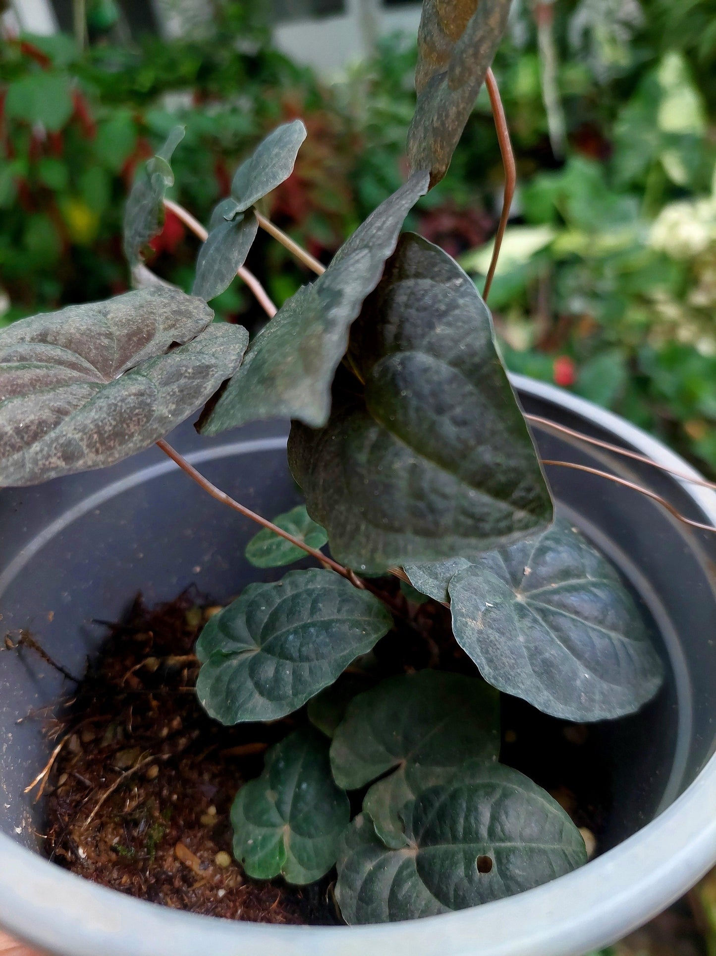 Dioscorea Discolor 'Dark Jungle' Peru ecotype (EXACT PLANT)