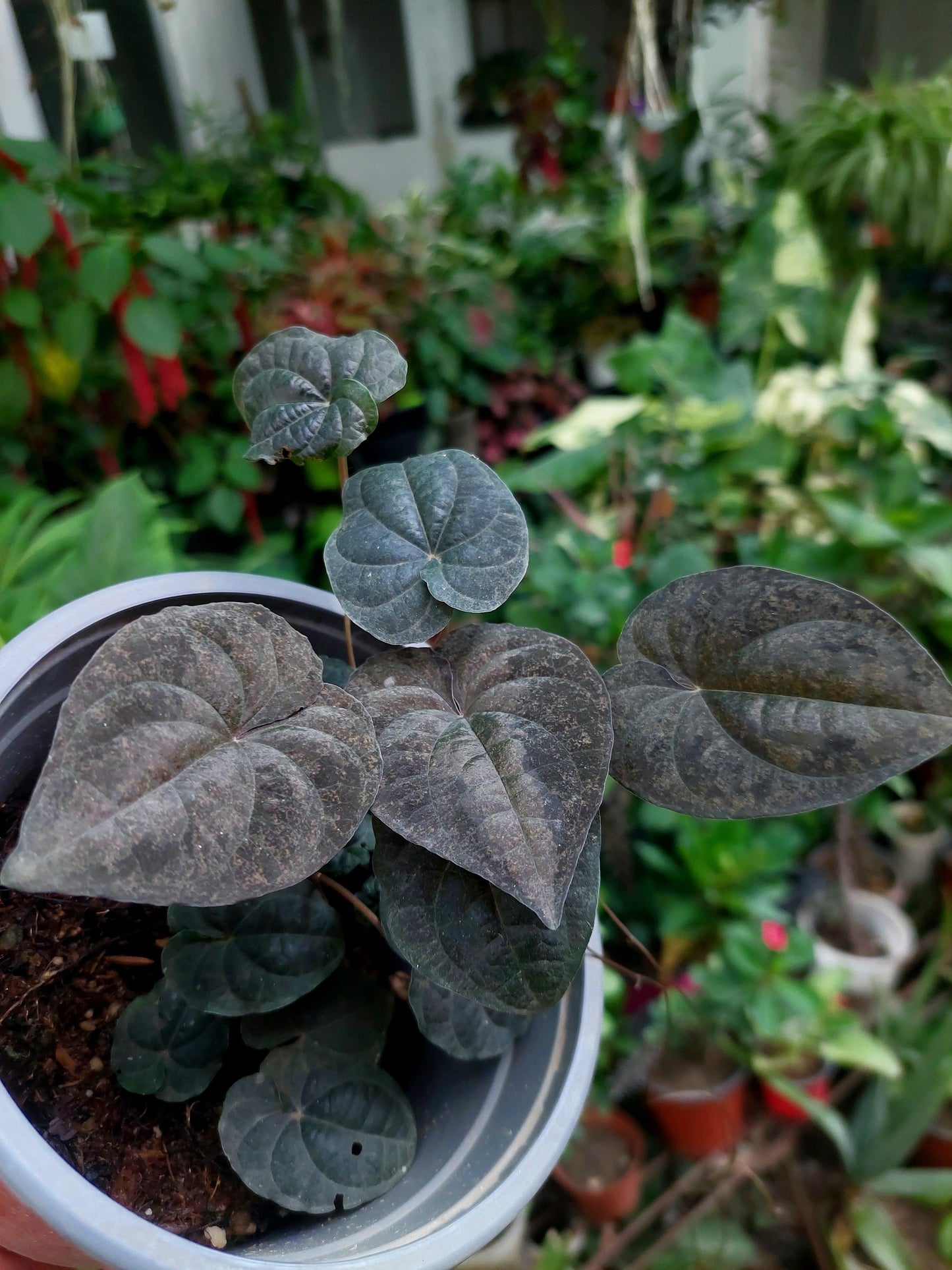 Dioscorea Discolor 'Dark Jungle' Peru ecotype (EXACT PLANT)