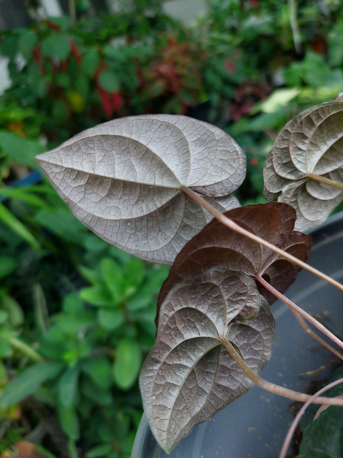 Dioscorea Discolor 'Dark Jungle' Peru ecotype (EXACT PLANT)