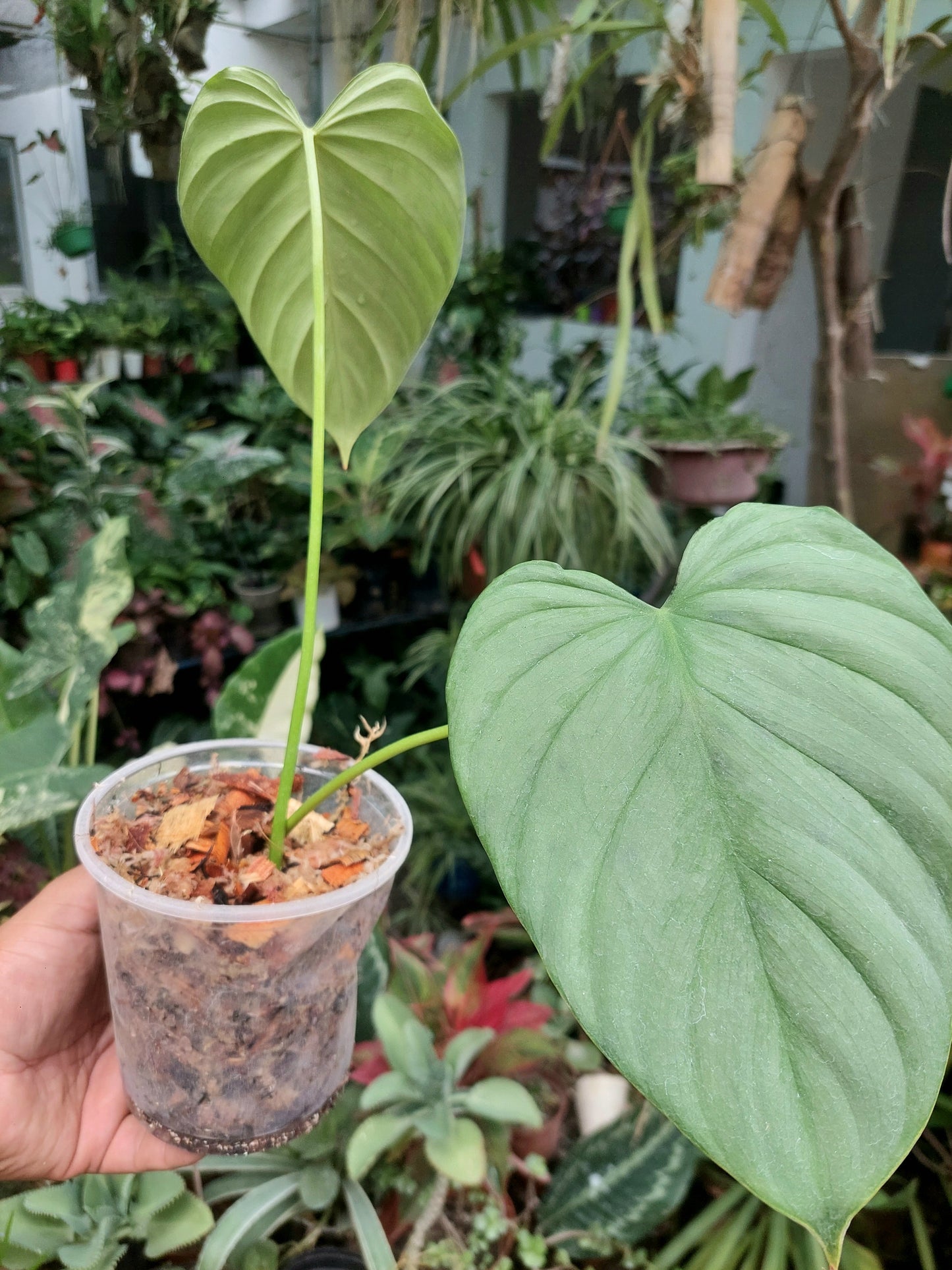 Philodendron sp. Tarapoto Silver" with 2 Leaves (EXACT PLANT)