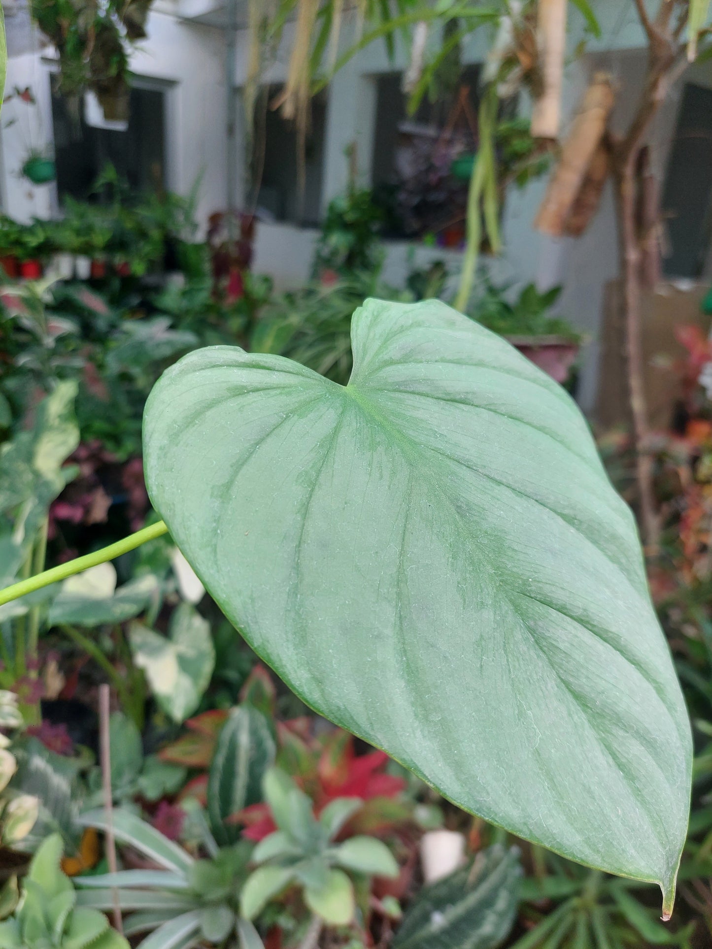 Philodendron sp. Tarapoto Silver" with 2 Leaves (EXACT PLANT)