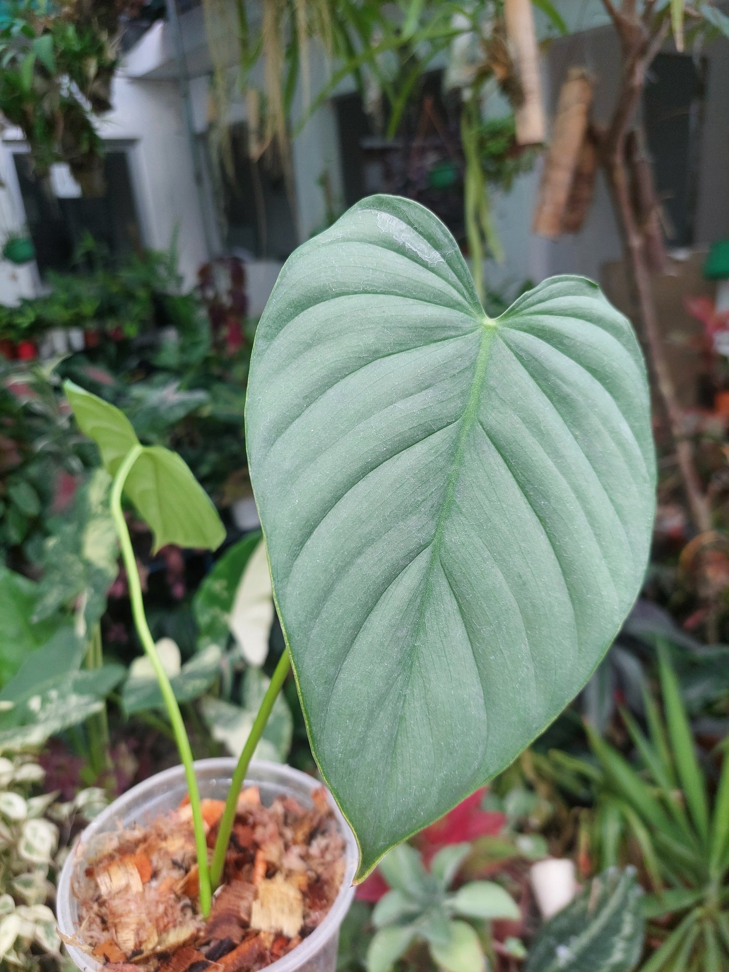 Philodendron sp. Tarapoto Silver" with 2 Leaves (EXACT PLANT)