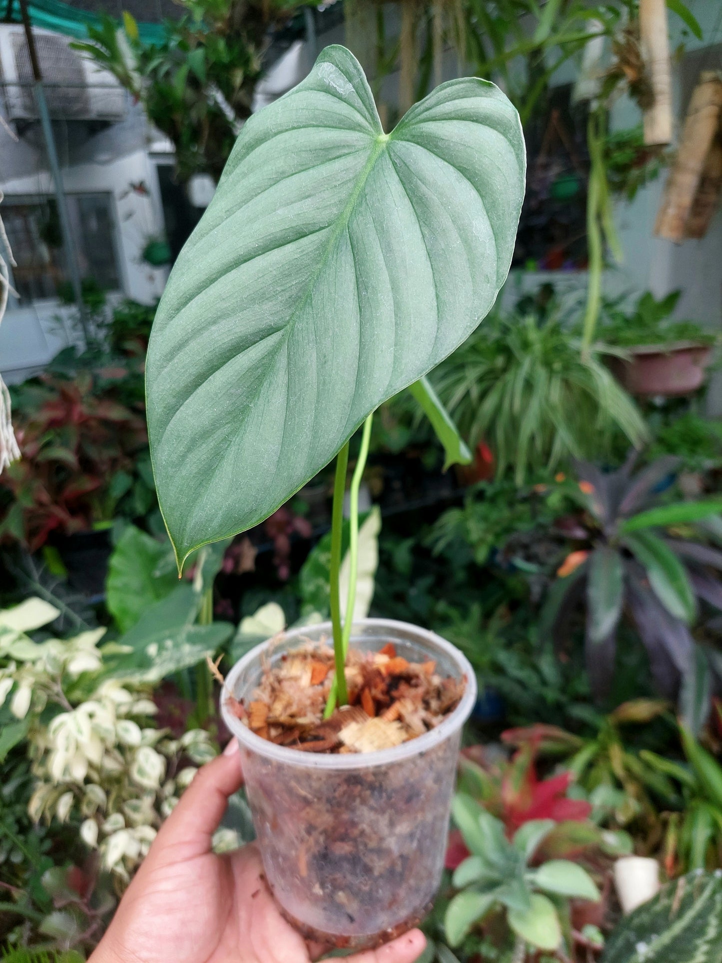 Philodendron sp. Tarapoto Silver" with 2 Leaves (EXACT PLANT)