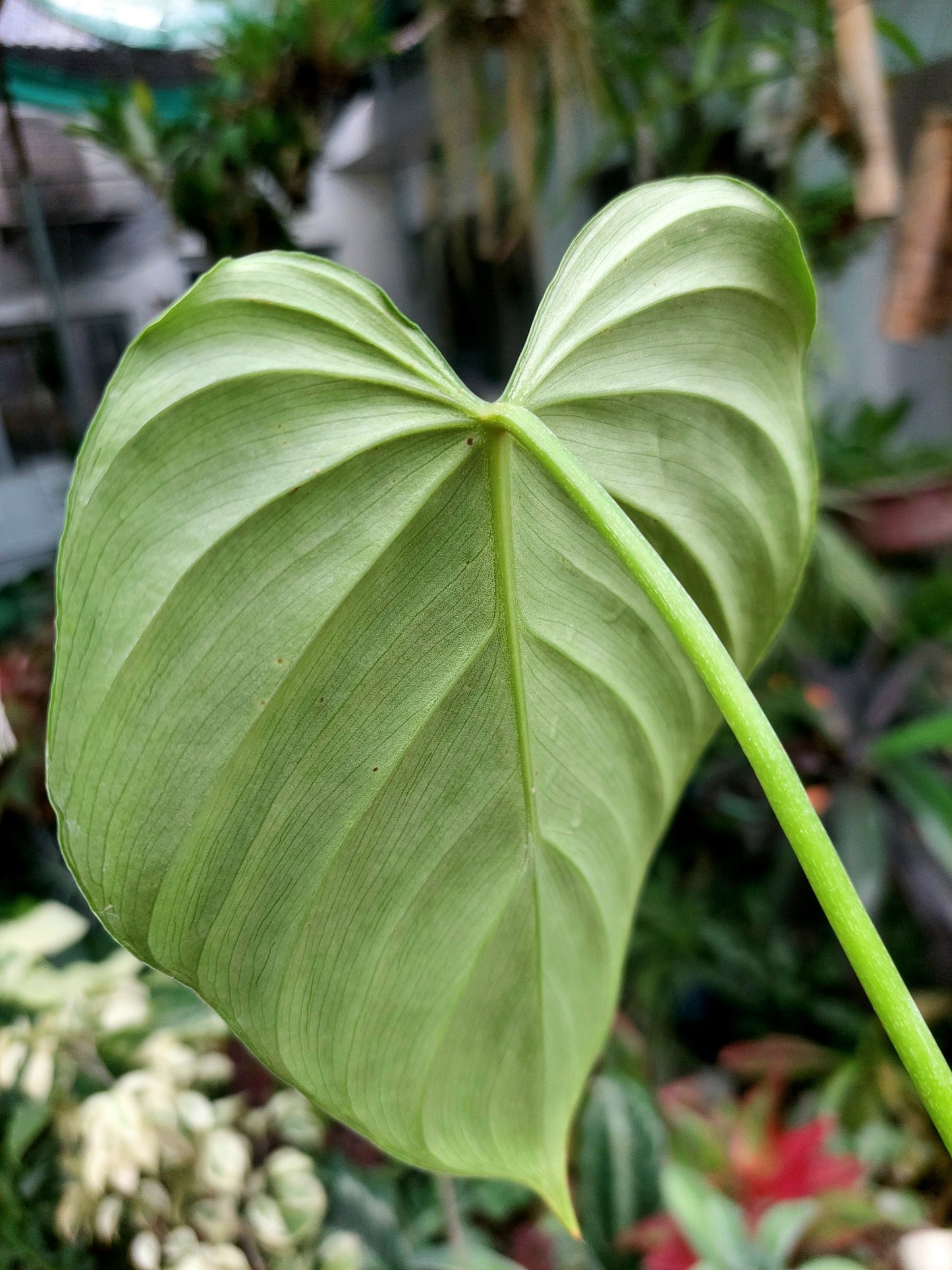 Philodendron sp. Tarapoto Silver" with 2 Leaves (EXACT PLANT)