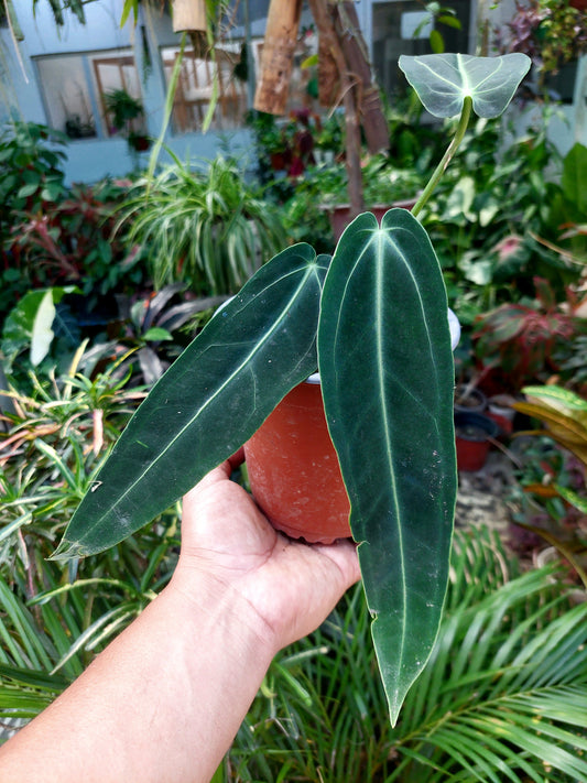 Anthurium Warocqueanum (EXACT PLANT)