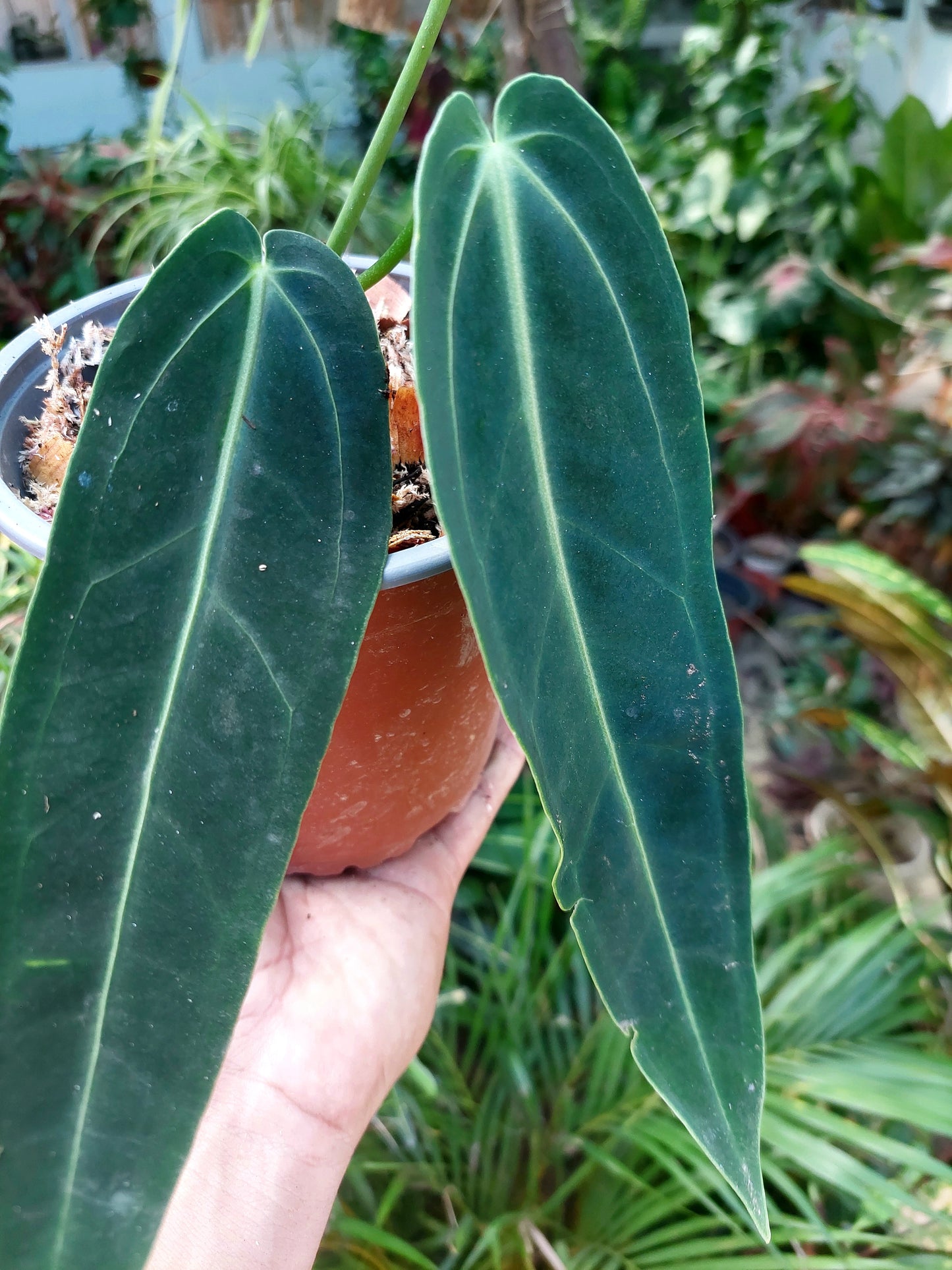 Anthurium Warocqueanum (EXACT PLANT)