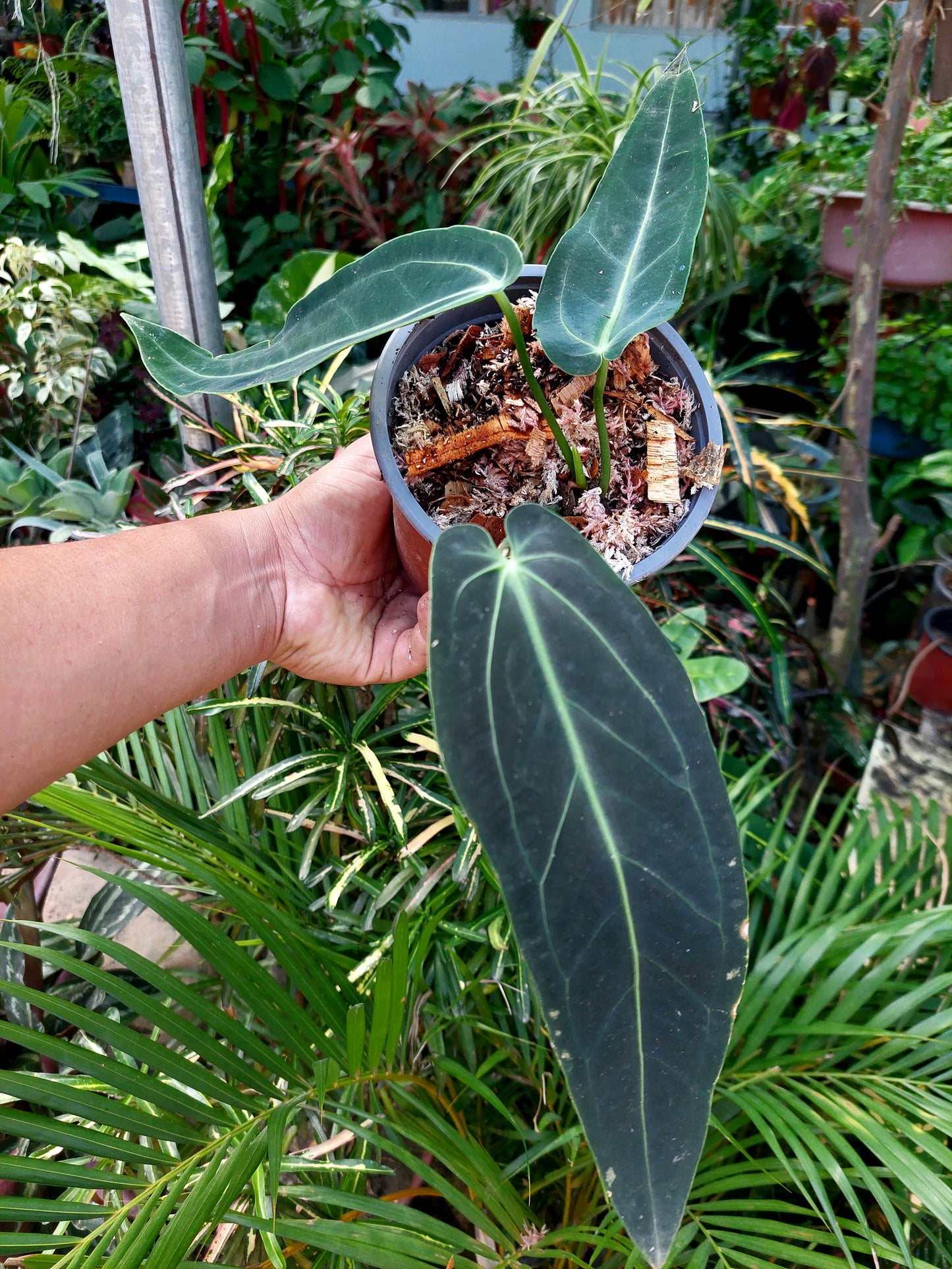 Anthurium Warocqueanum (EXACT PLANT)