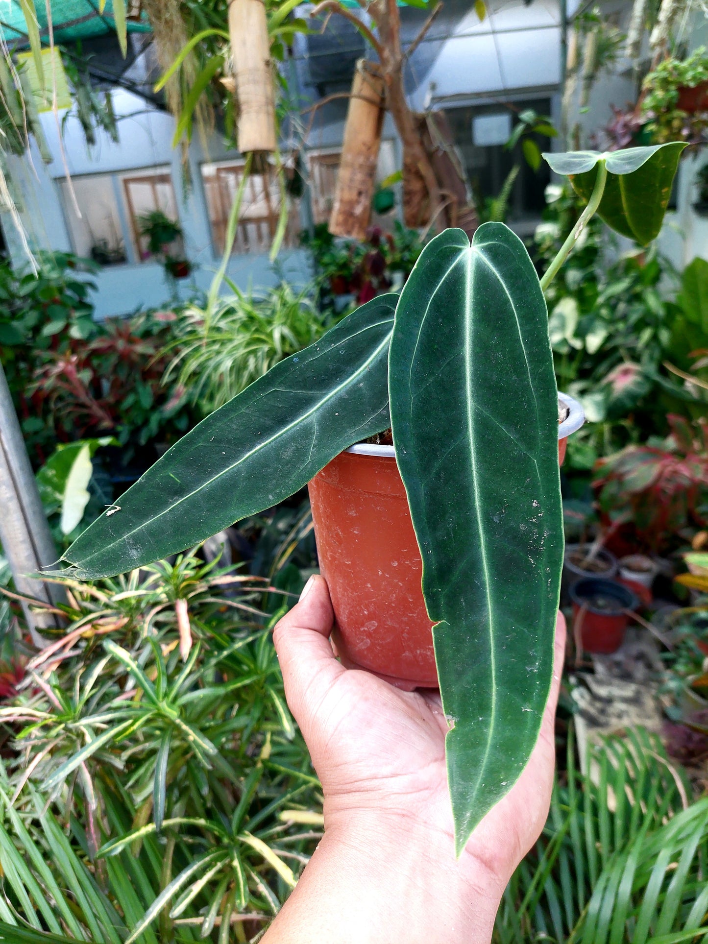 Anthurium Warocqueanum (EXACT PLANT)