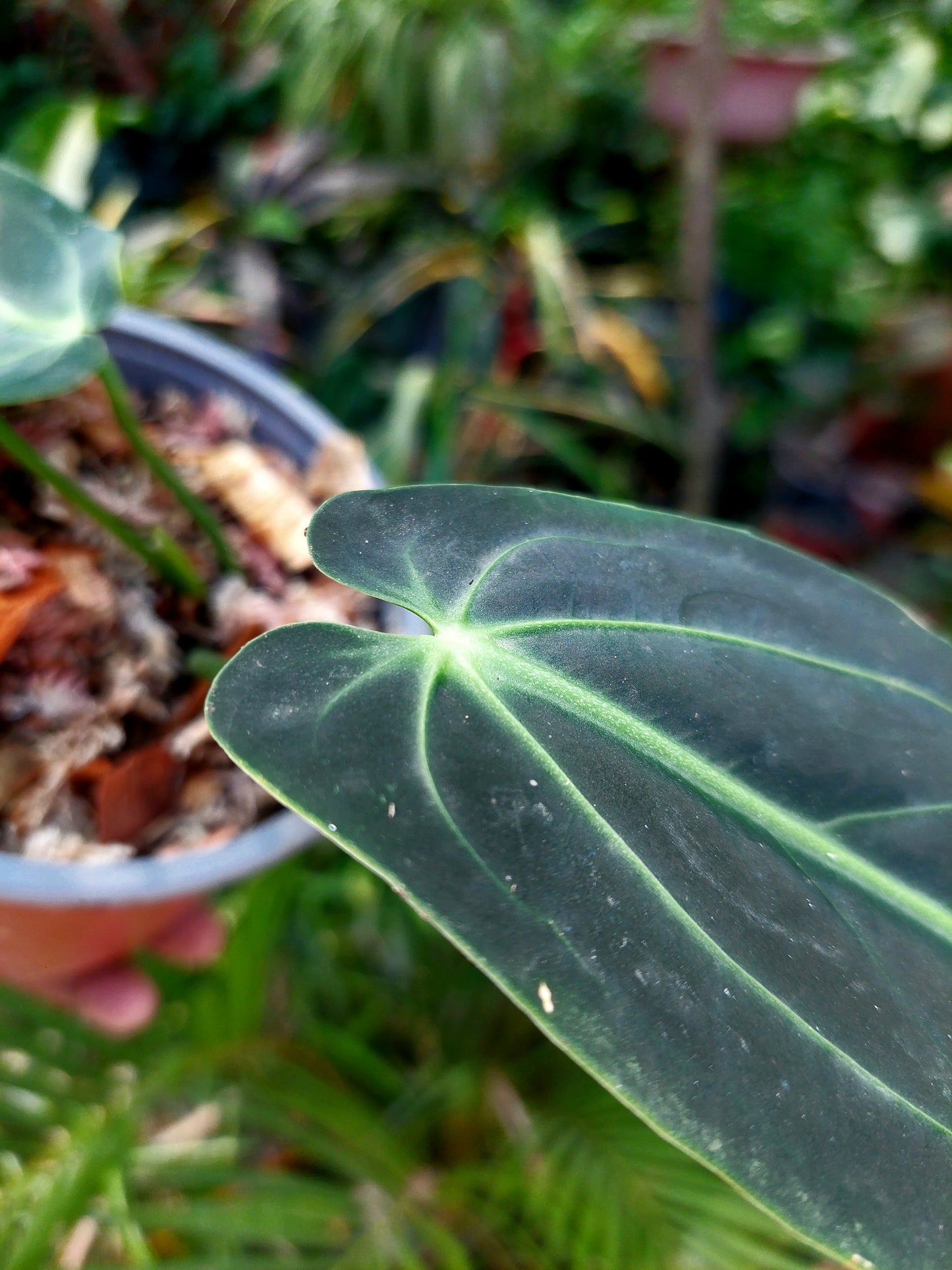 Anthurium Warocqueanum (EXACT PLANT)