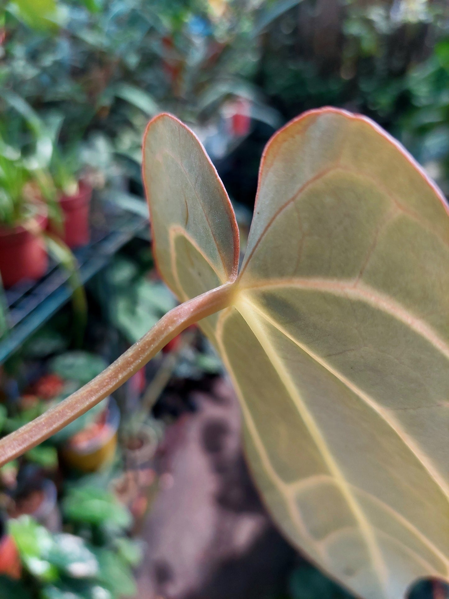 Anthurium Carlablackiae SLIM type Wild Ecotype  (EXACT PLANT)