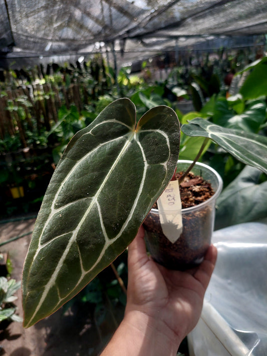 Anthurium Carlablackiae SLIM type Wild Ecotype  (EXACT PLANT)