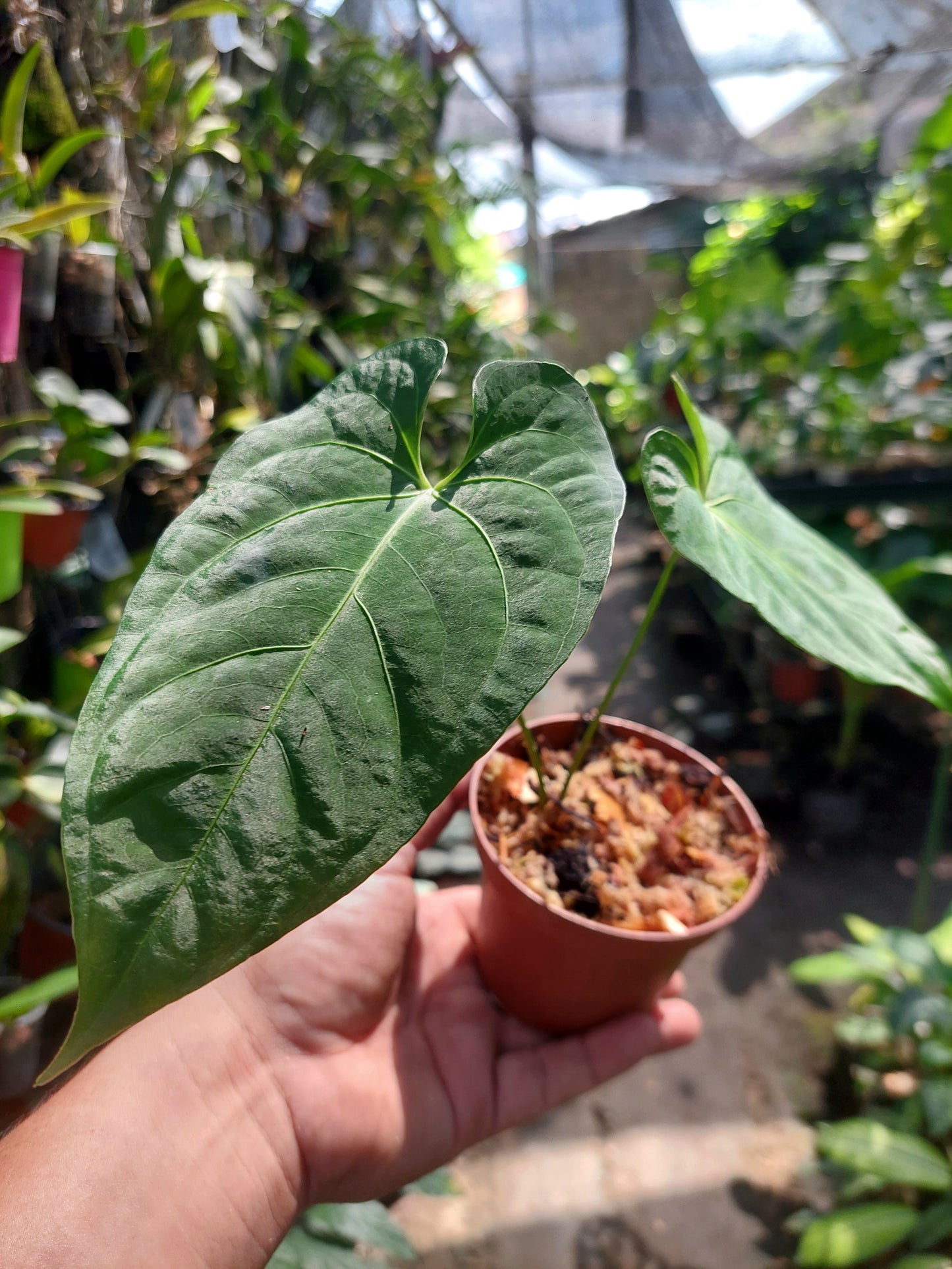 Anthurium sp. 'HuanuQuense Velvet' Wild Ecotype 2 Leaves (EXACT PLANT)