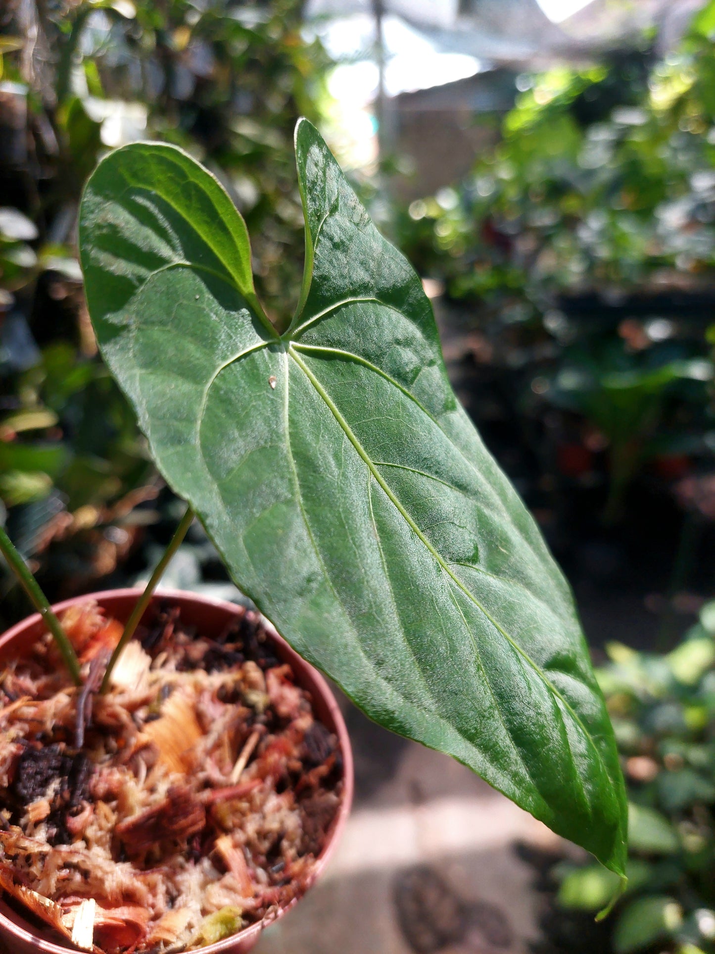 Anthurium sp. 'HuanuQuense Velvet' Wild Ecotype 2 Leaves (EXACT PLANT)