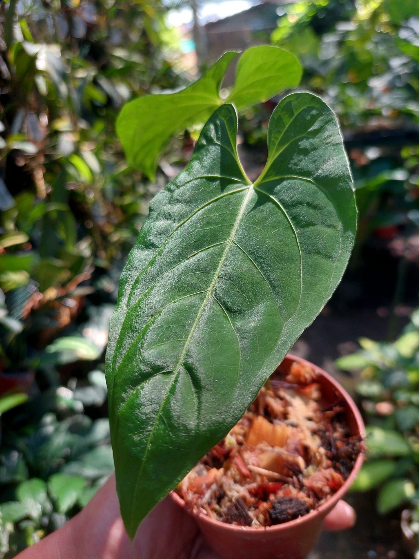 Anthurium sp. 'HuanuQuense Velvet' Wild Ecotype 2 Leaves (EXACT PLANT)