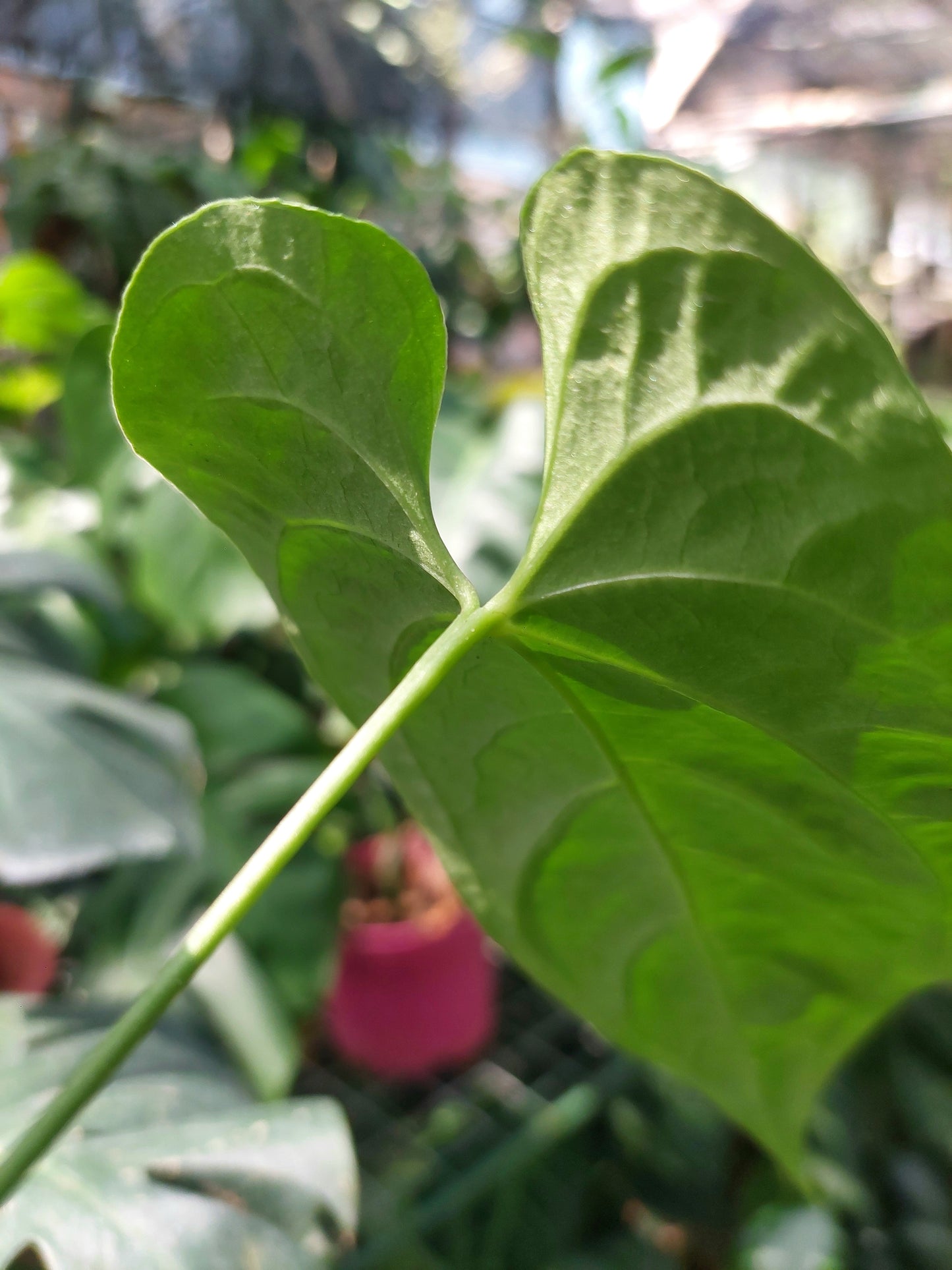 Anthurium sp. 'HuanuQuense Velvet' Wild Ecotype 2 Leaves (EXACT PLANT)